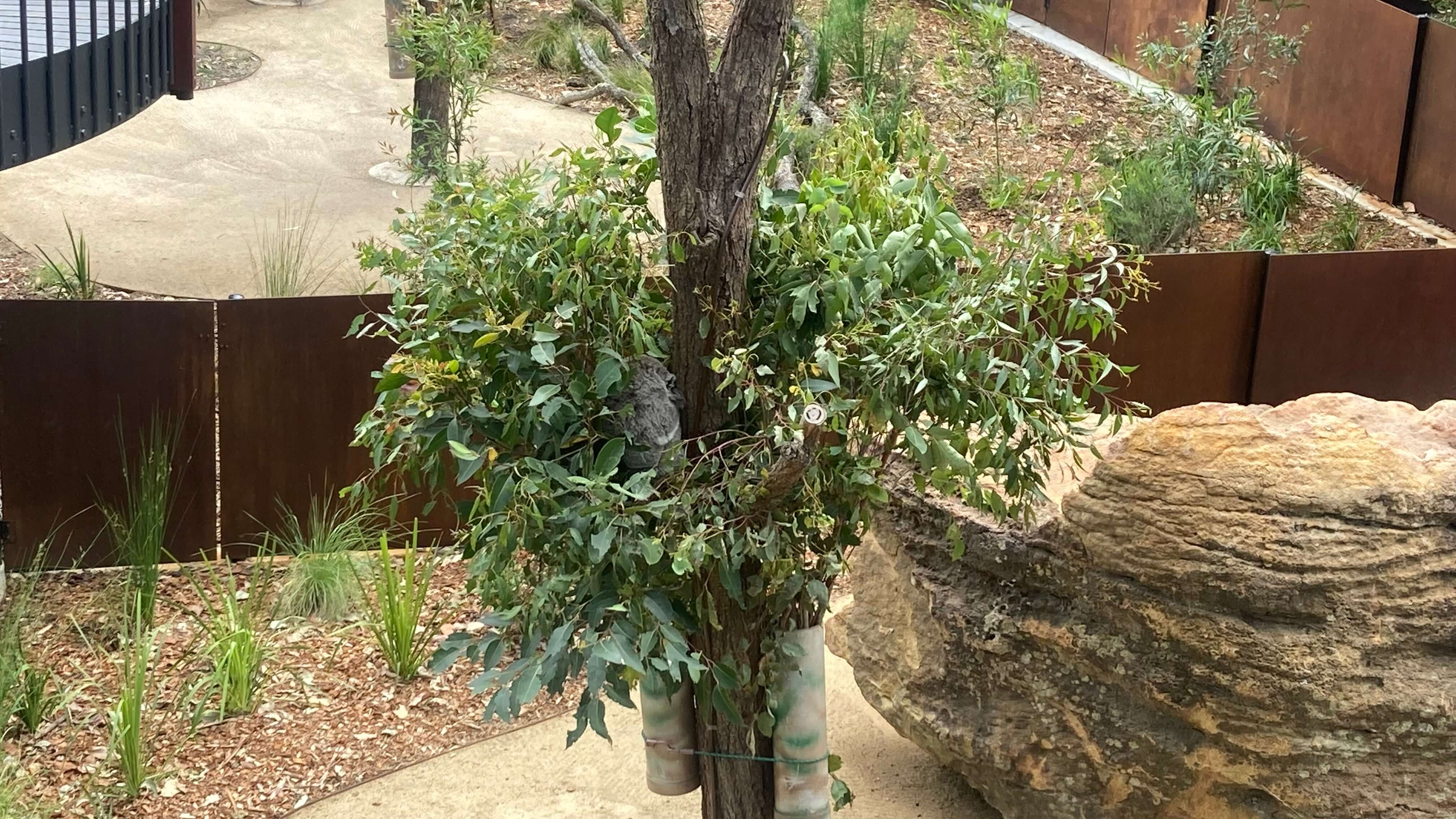 A Koala