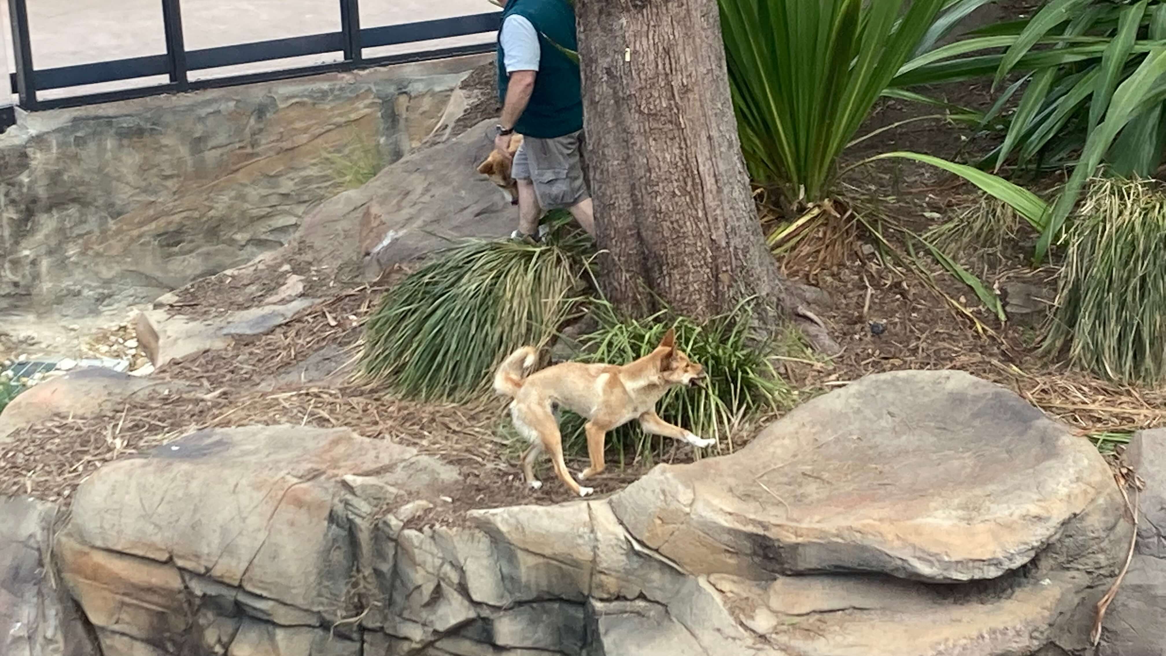 Dingoes