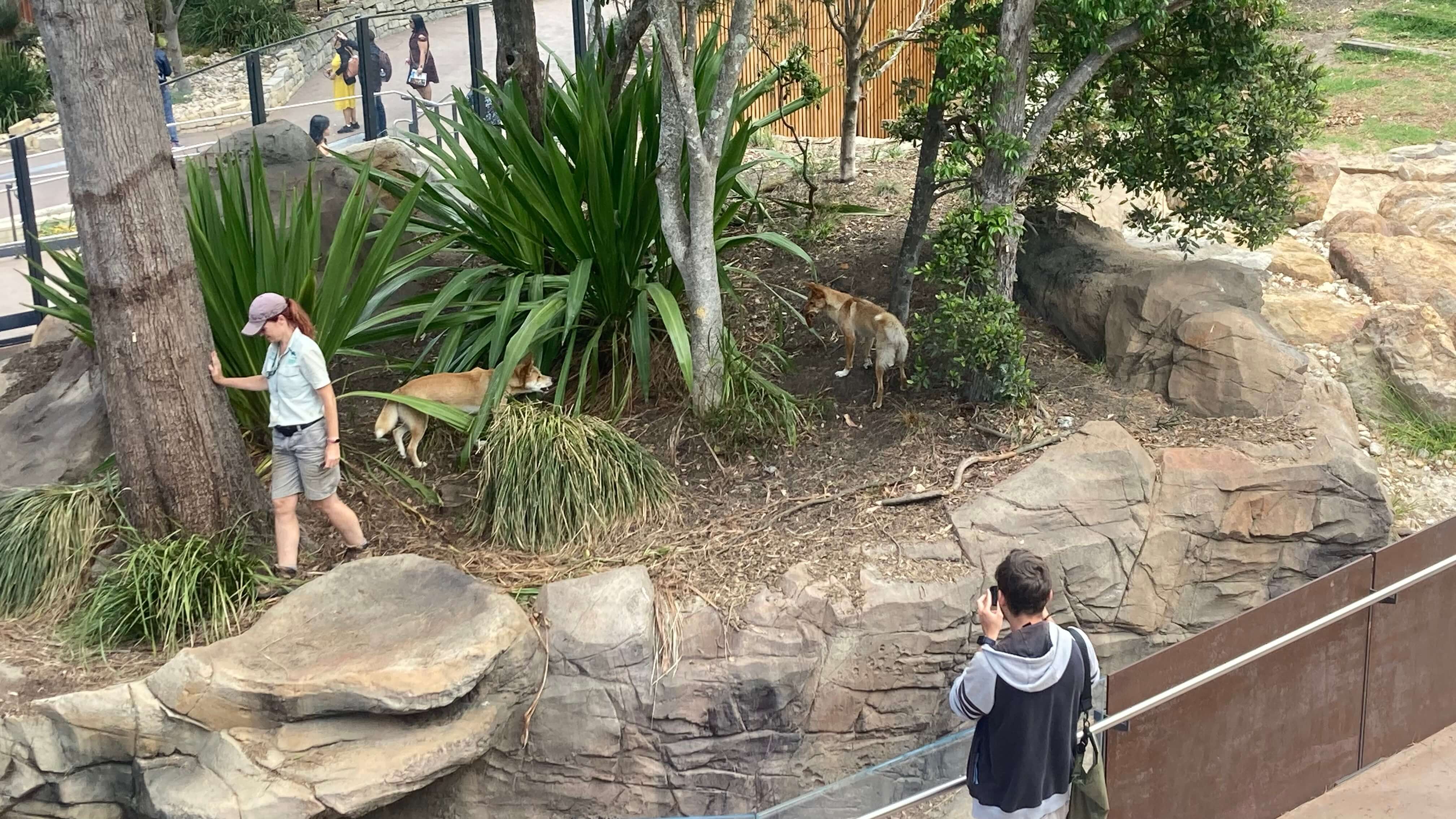 Dingoes