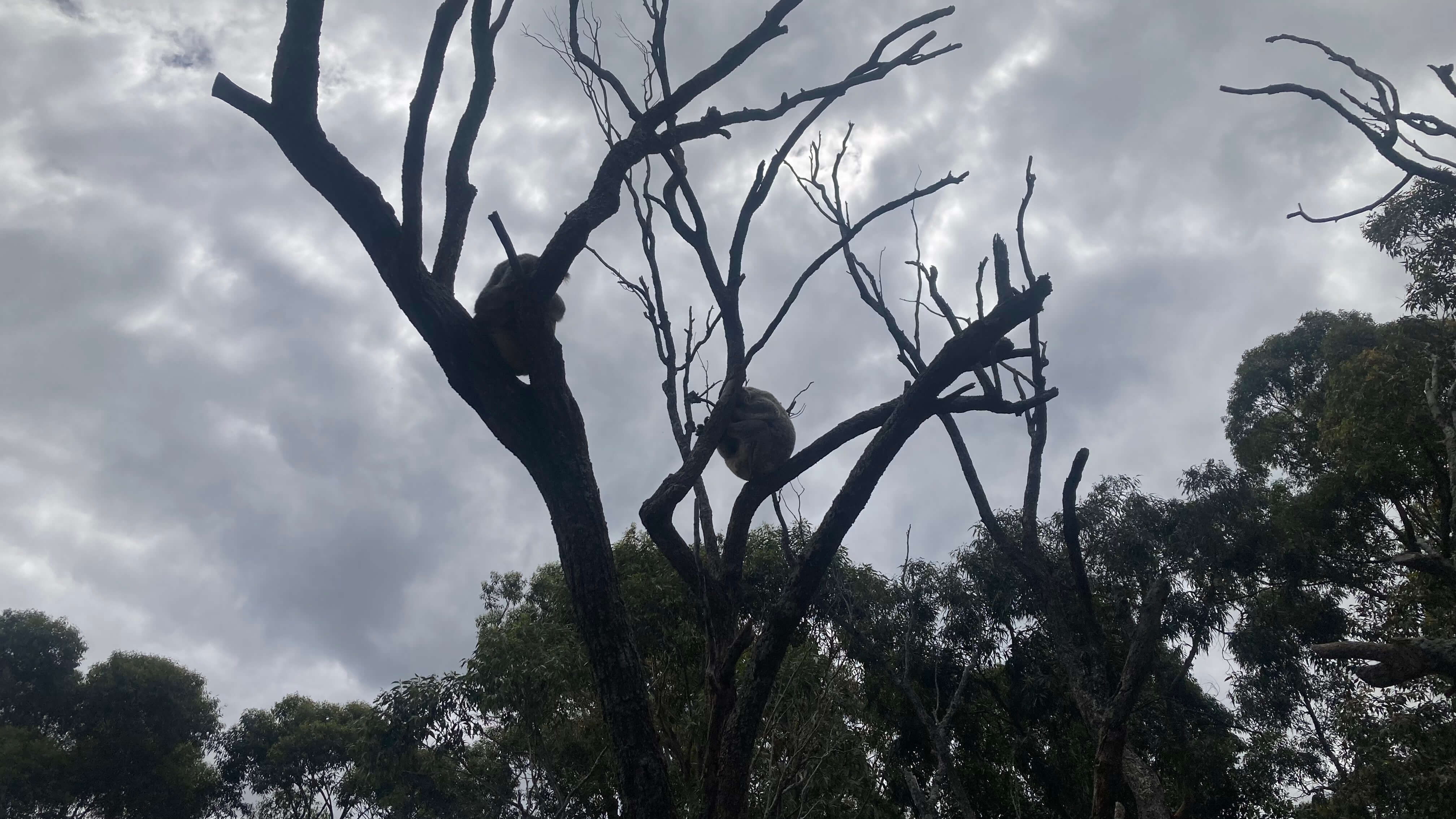 Koalas