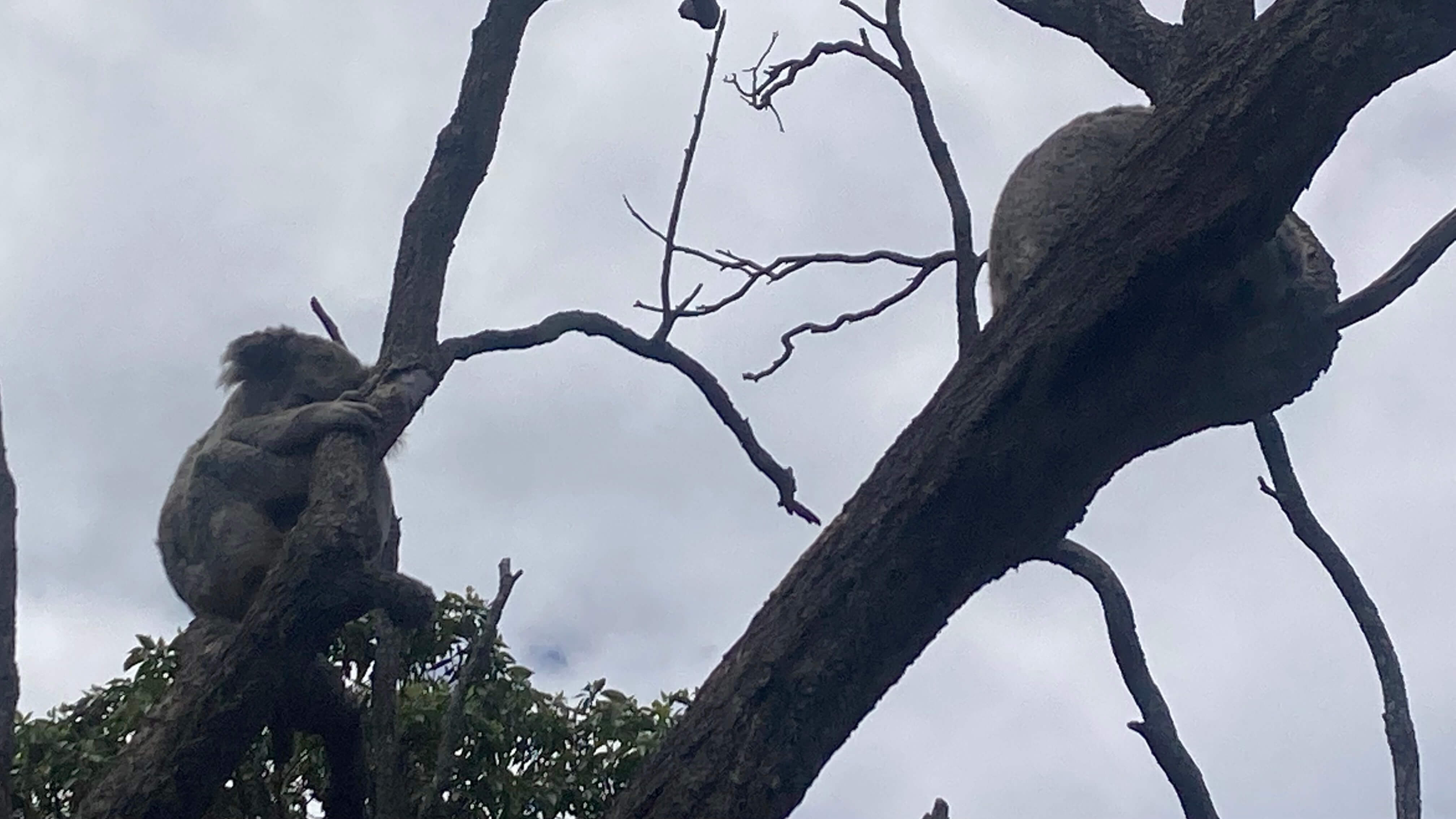 Koalas