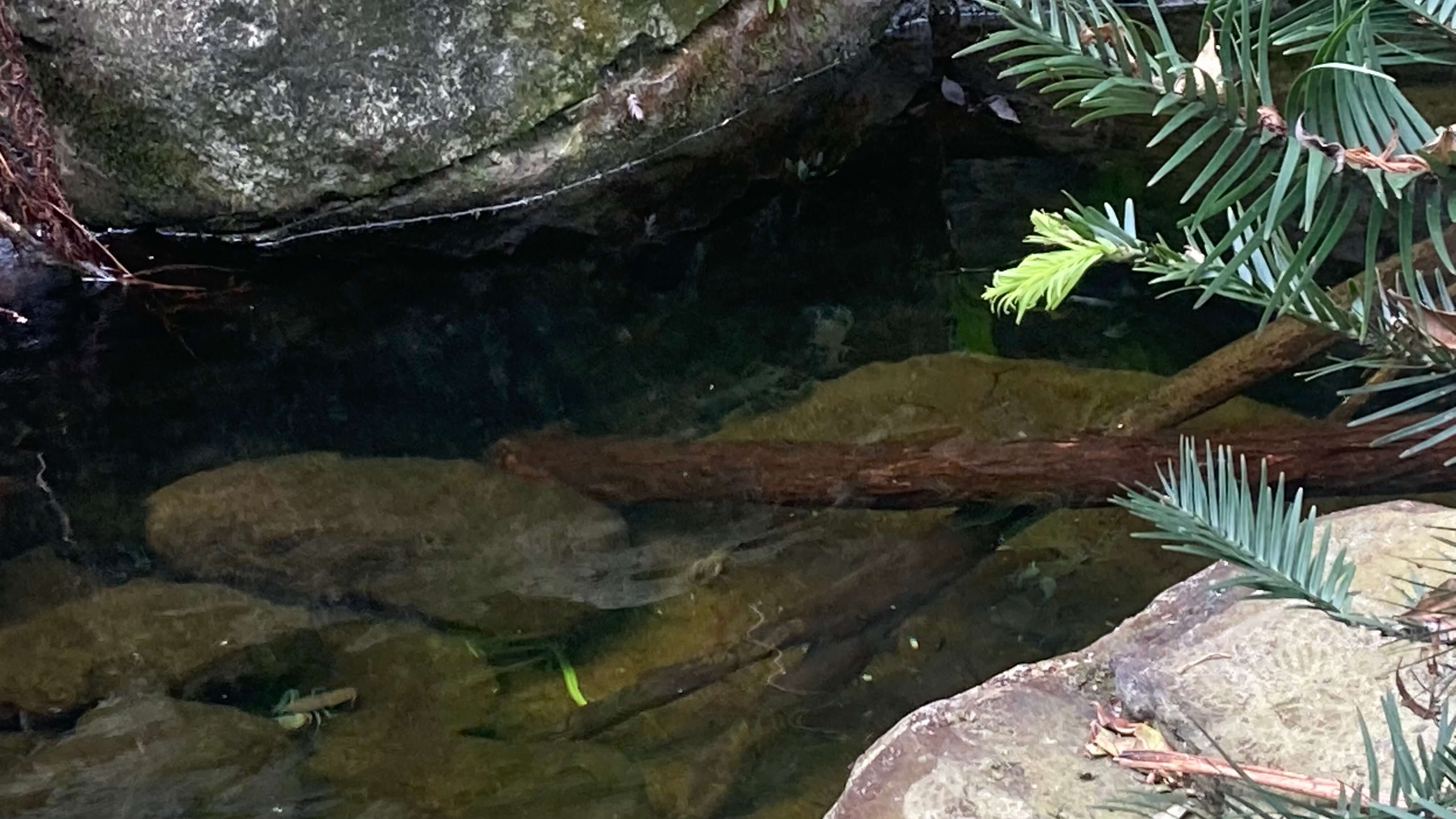 A Pond