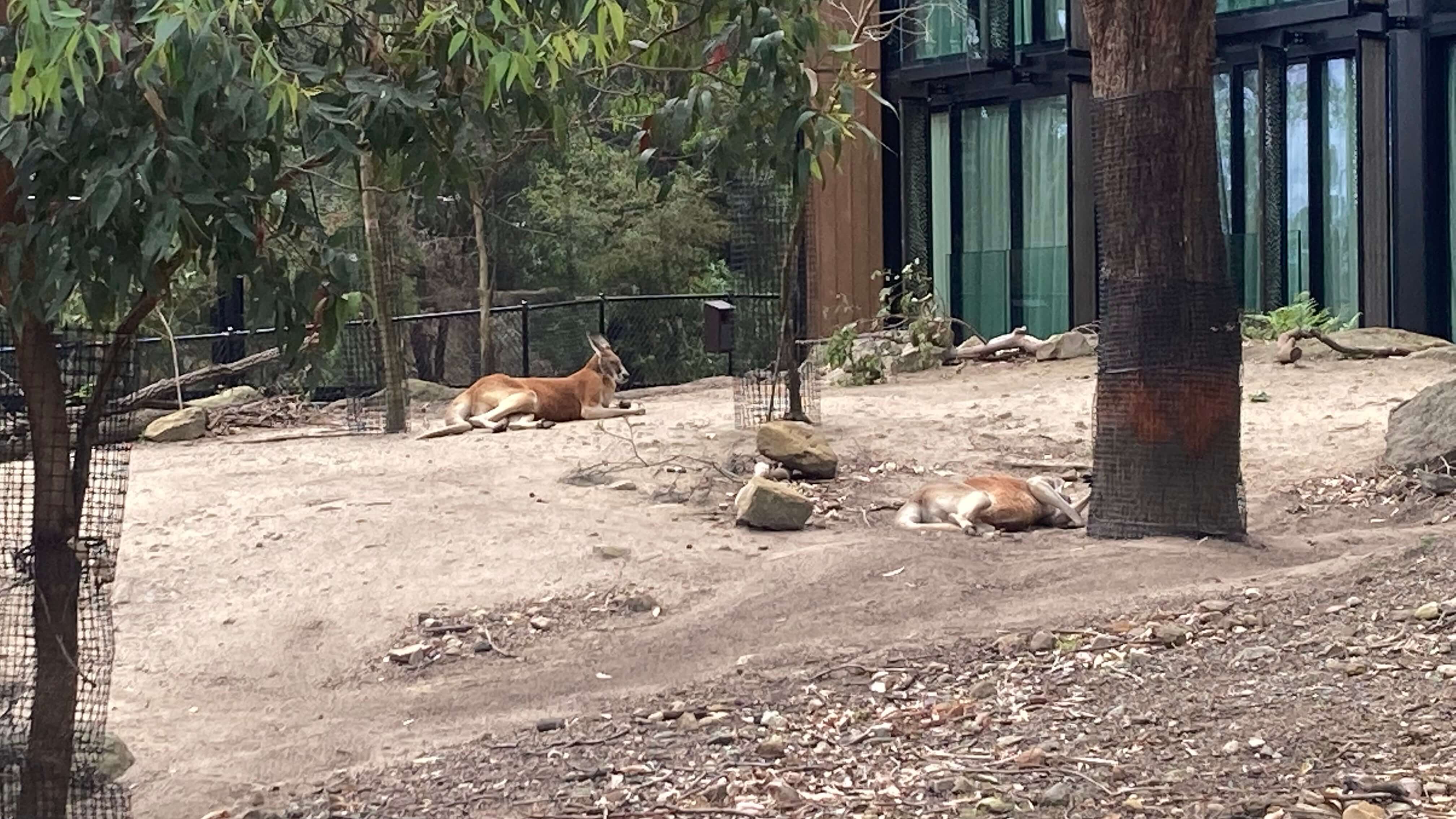 Kangaroos