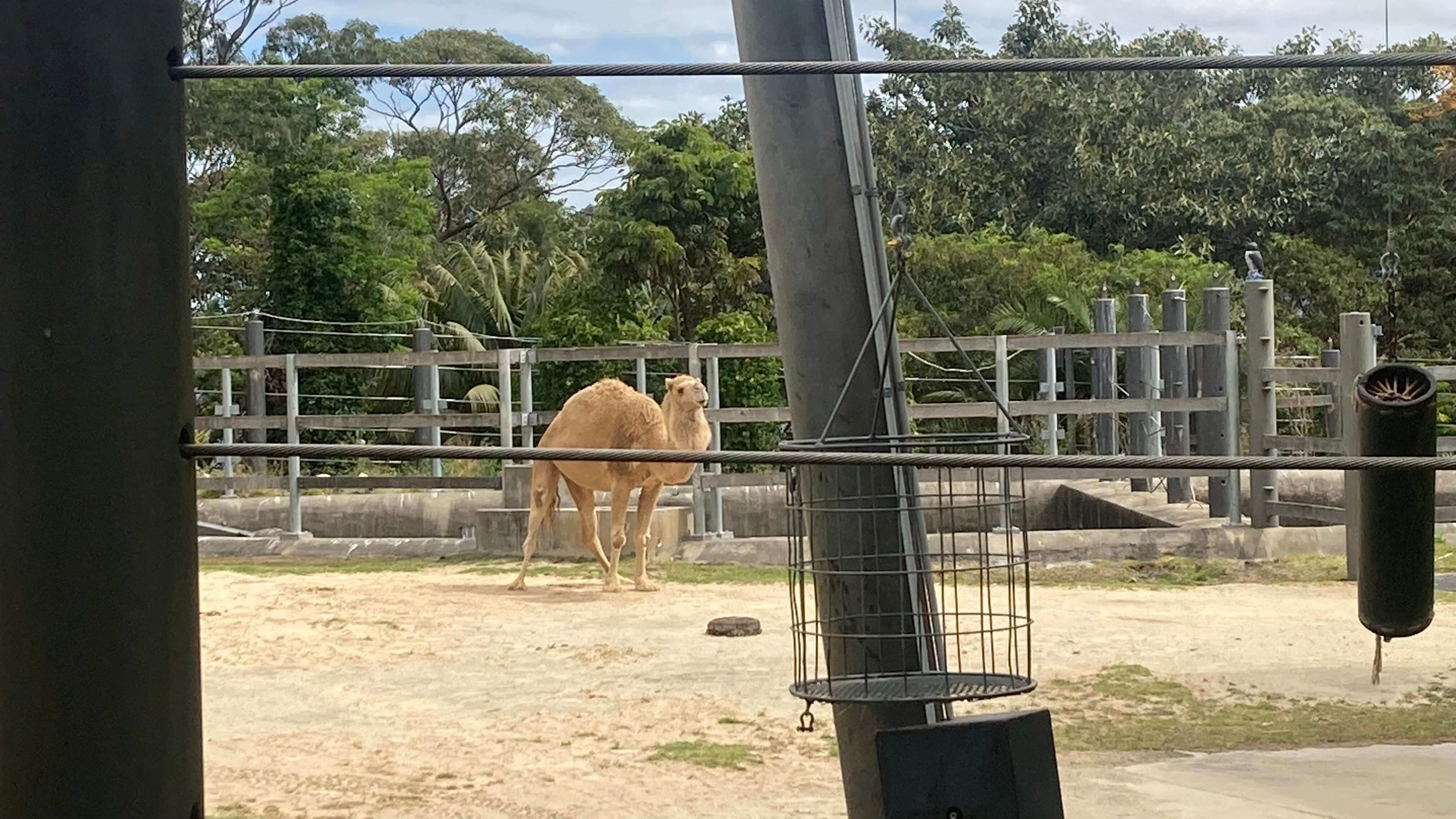 A Camel