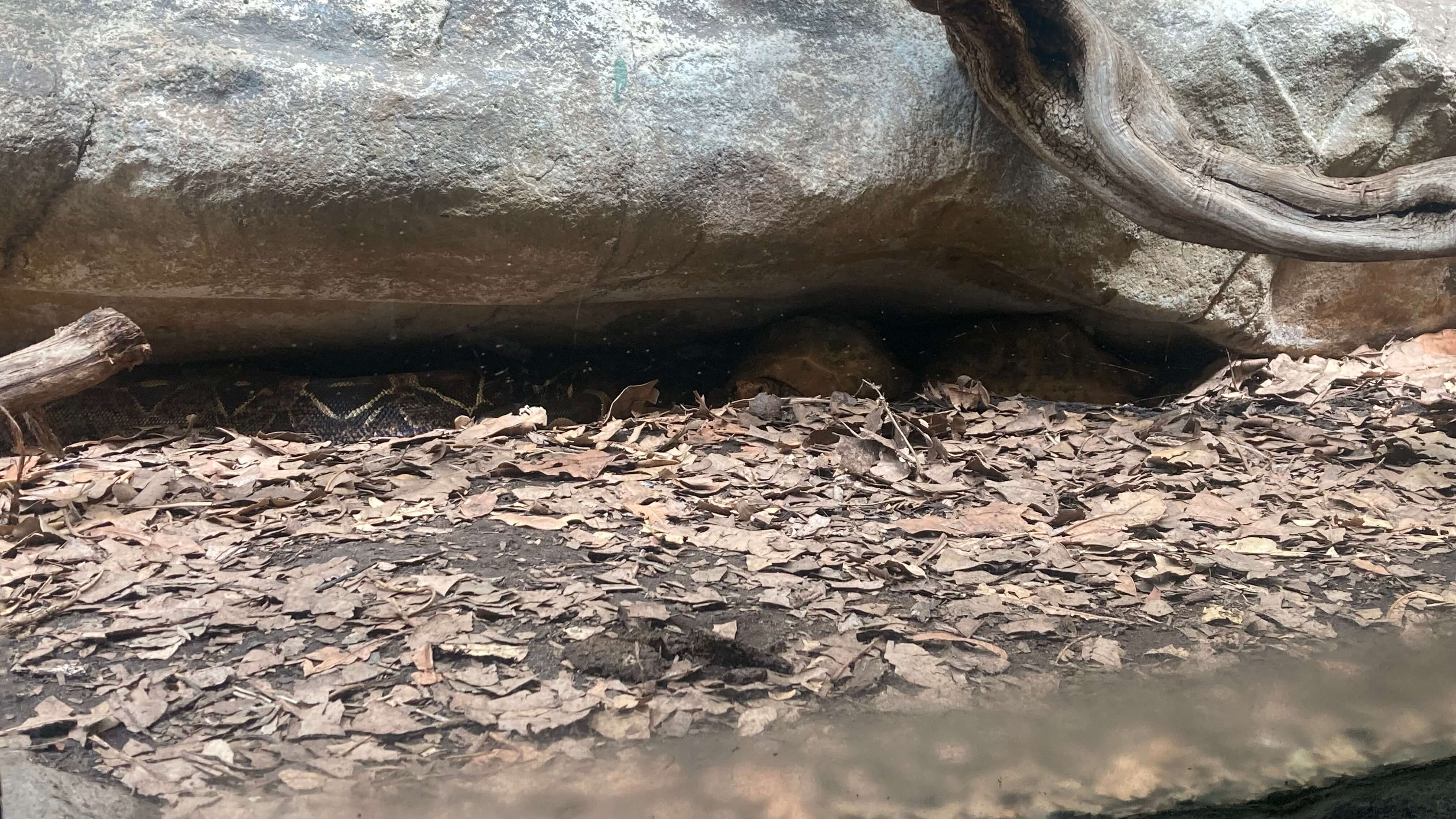 A Snake