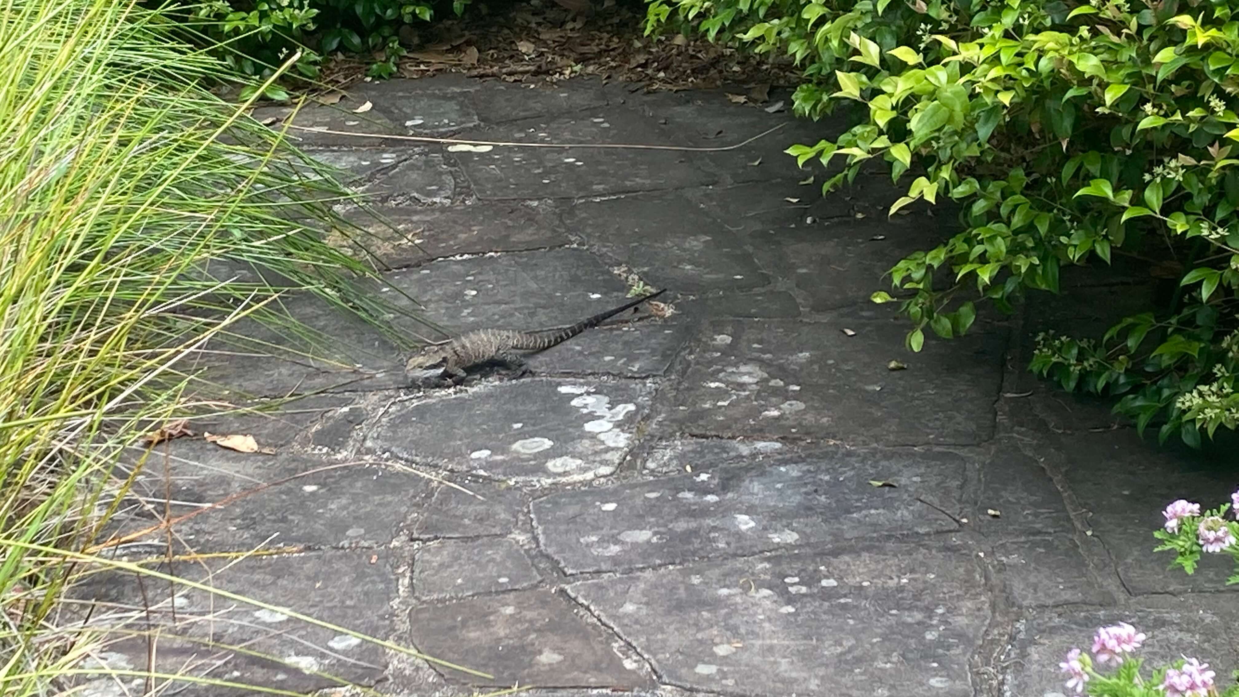 Australian Water Dragon