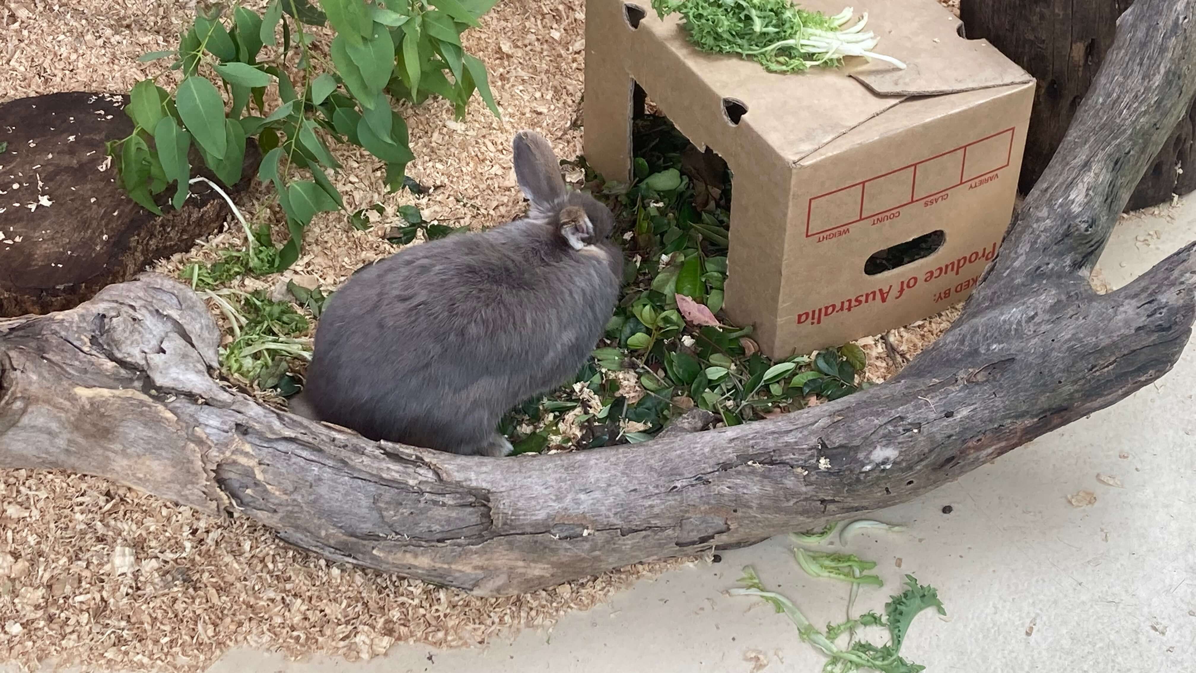 A Rabbit