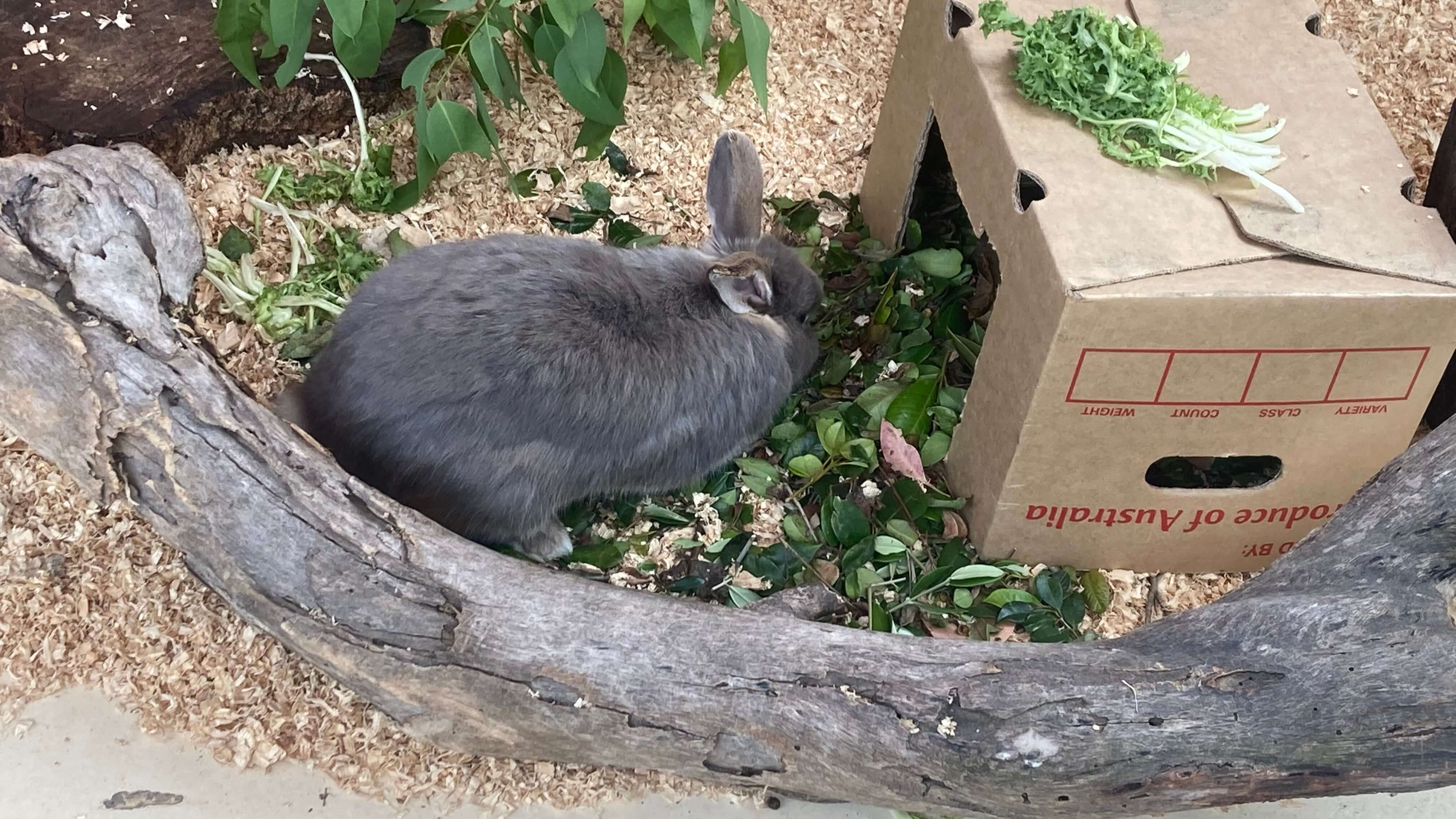 A Rabbit
