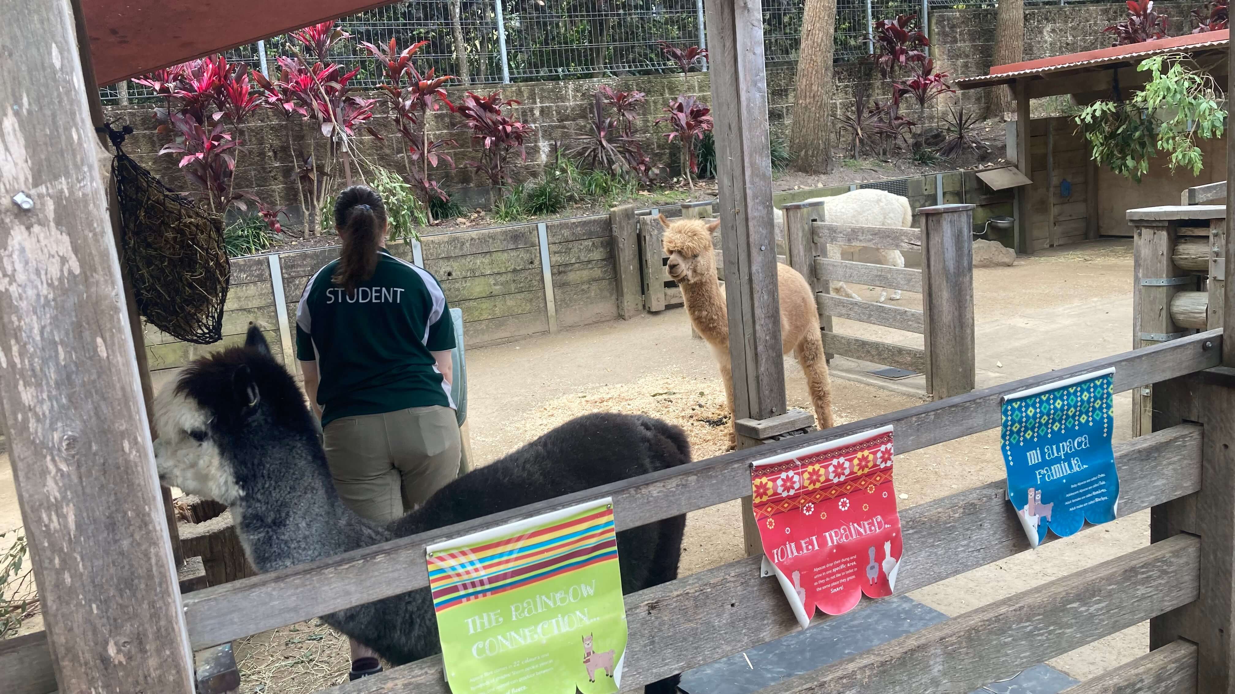 Alpacas