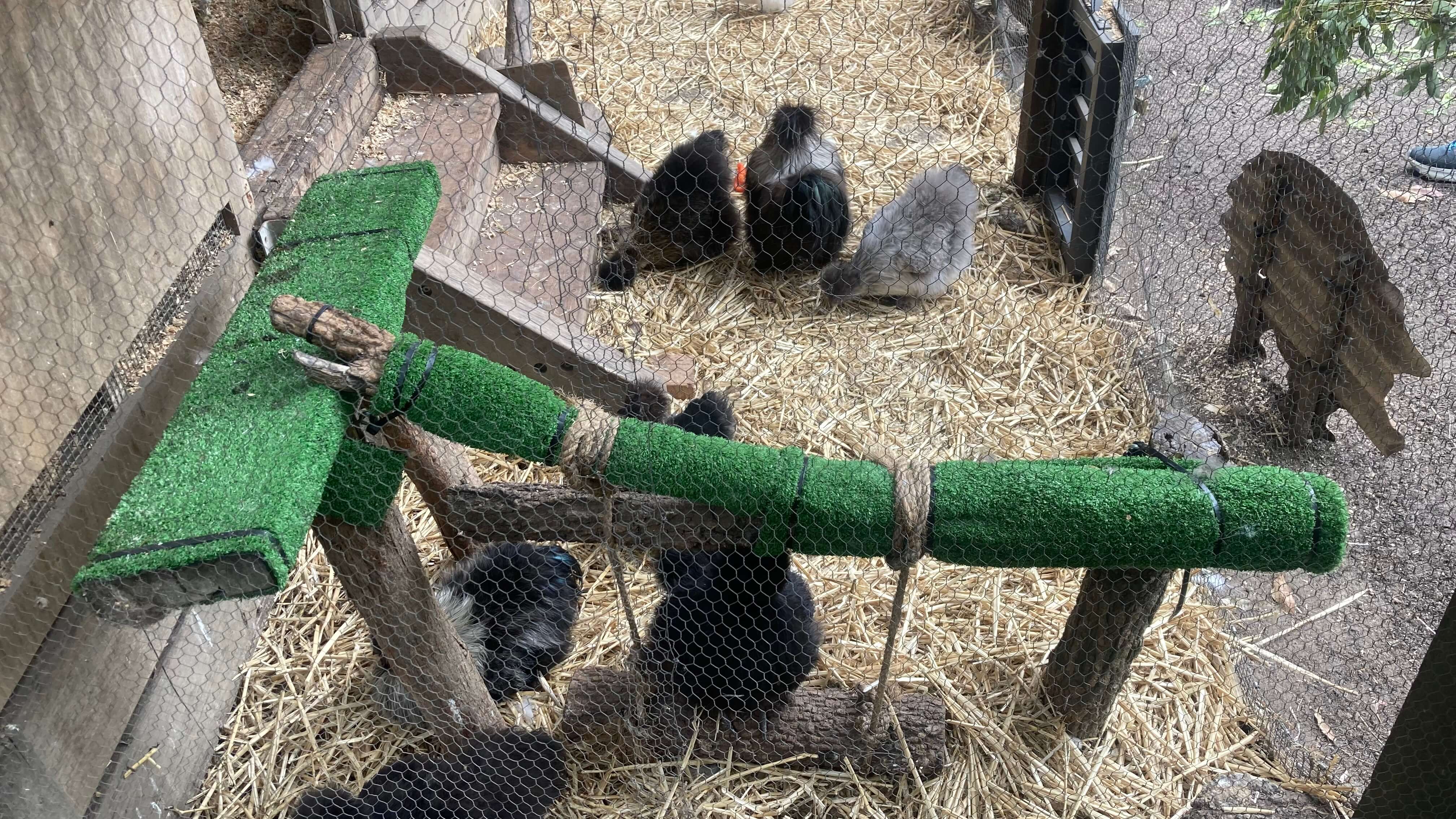 Silkie Chickens