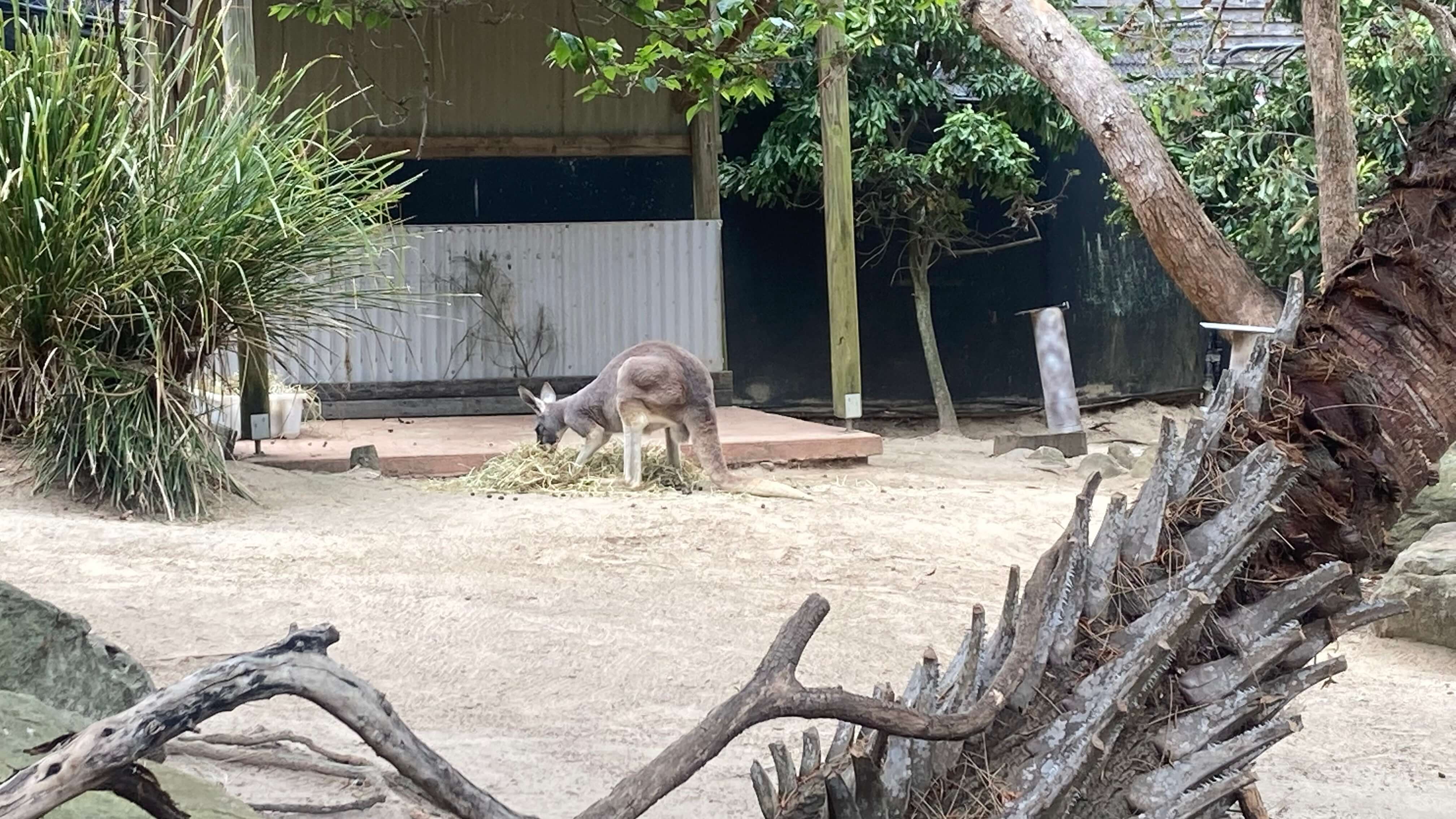 Kangaroos