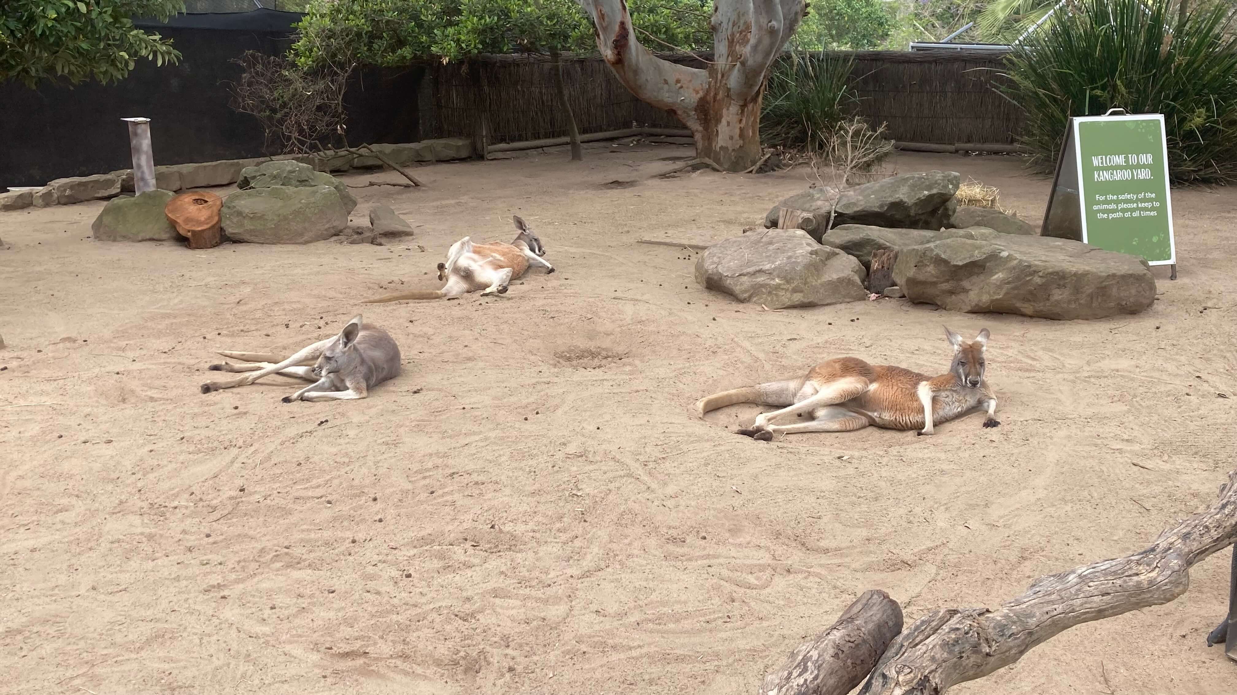 Kangaroos