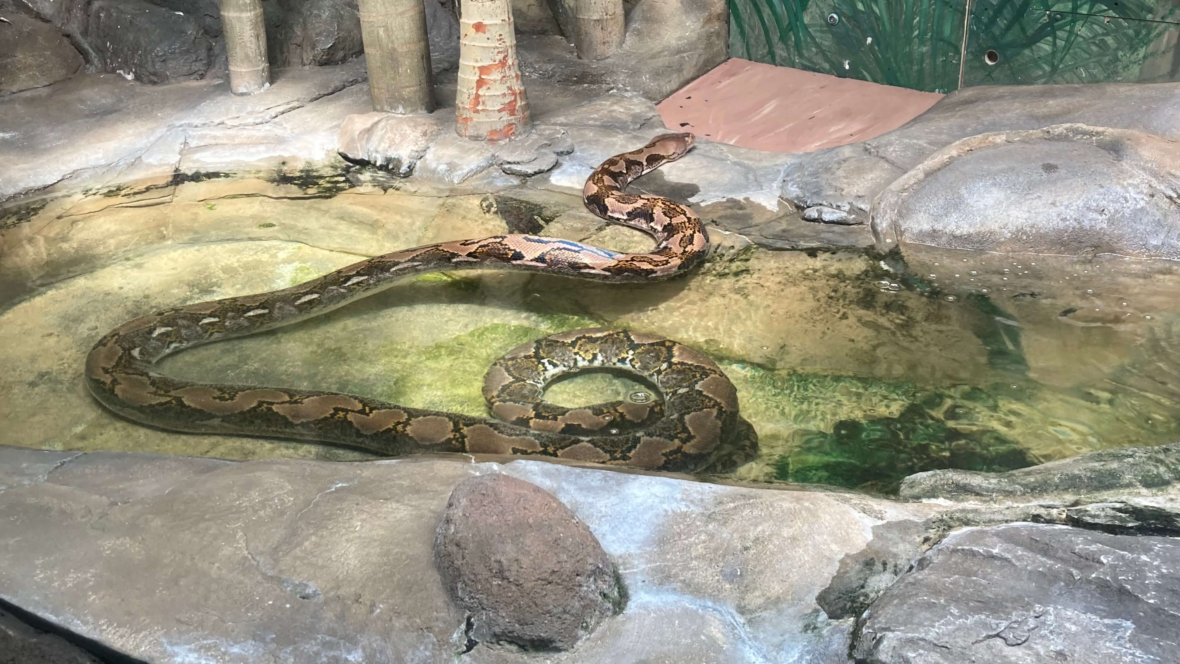 A Snake
