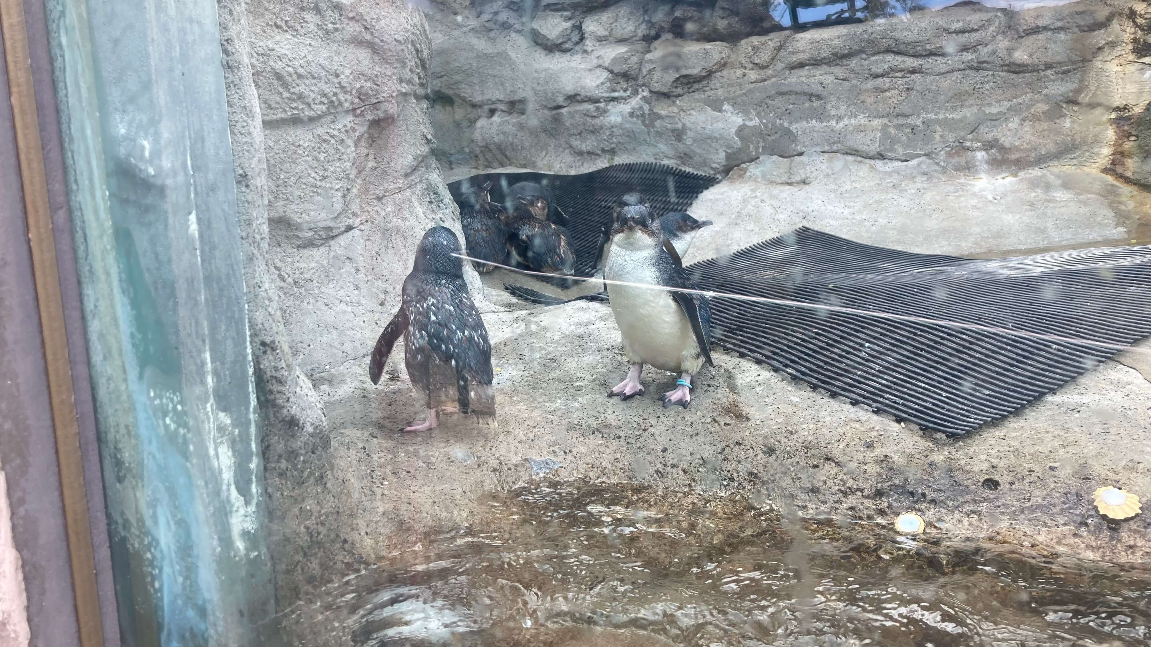 Penguins