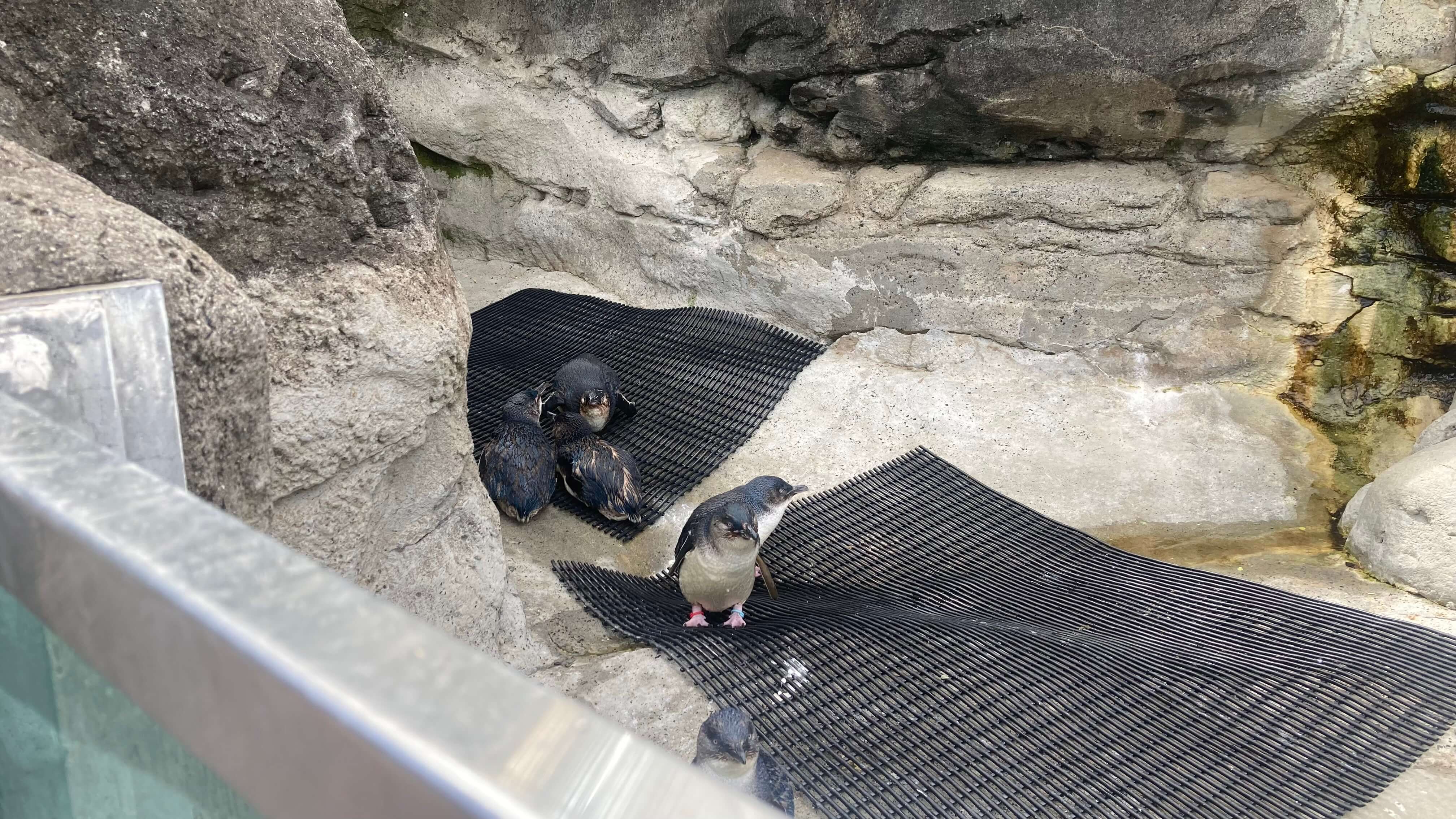 Penguins