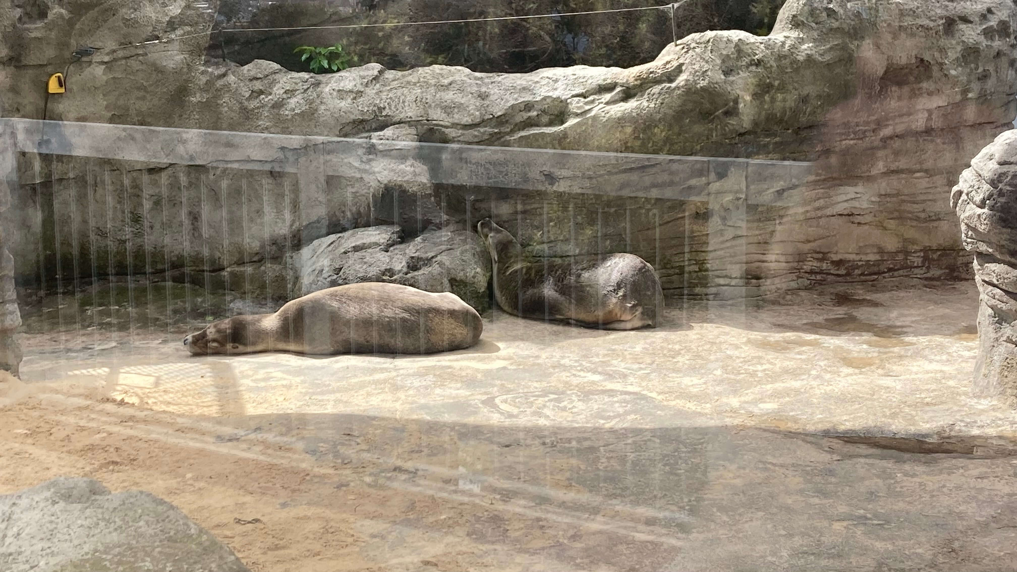 Sea Lions