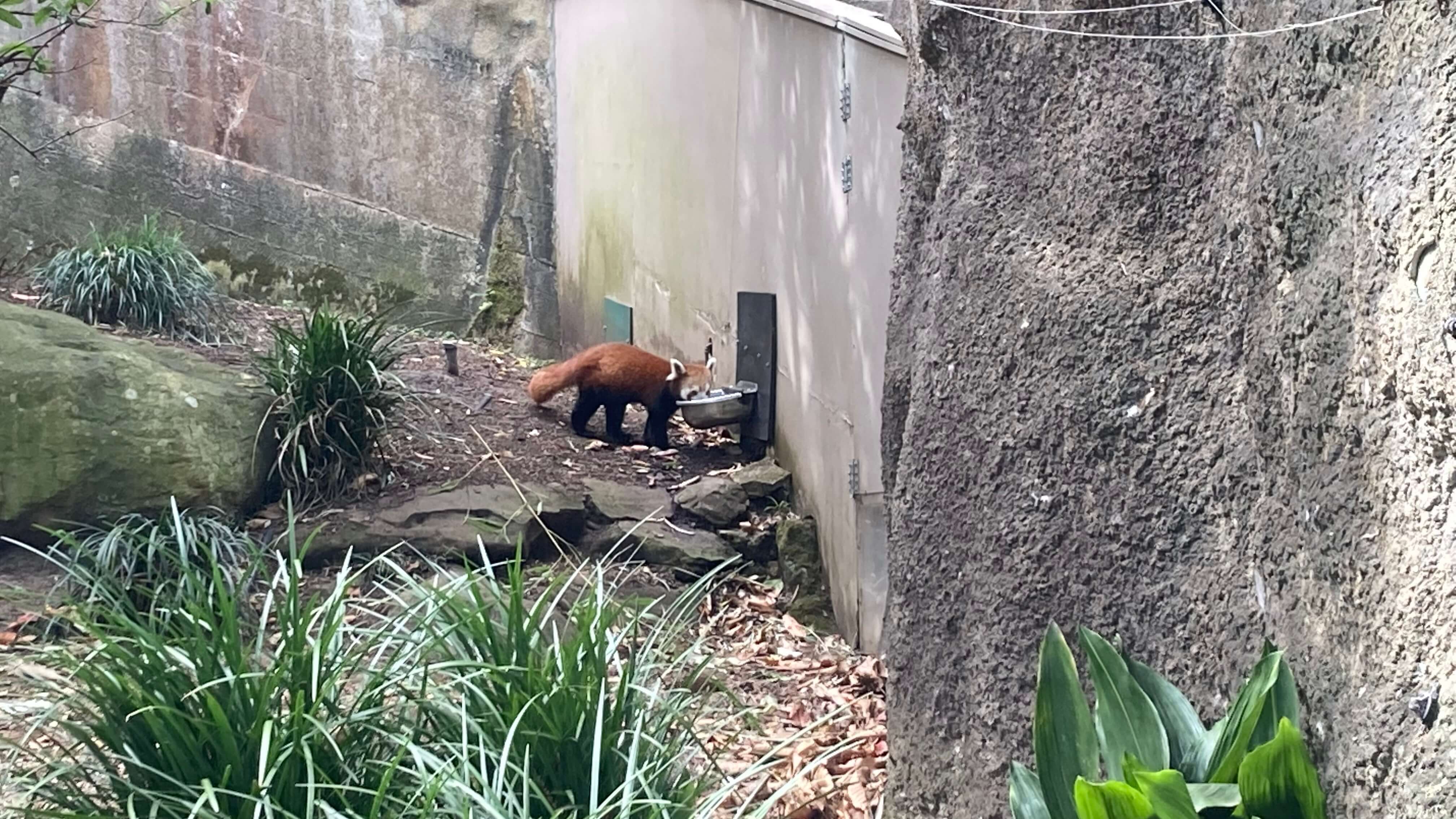 A Red Panda