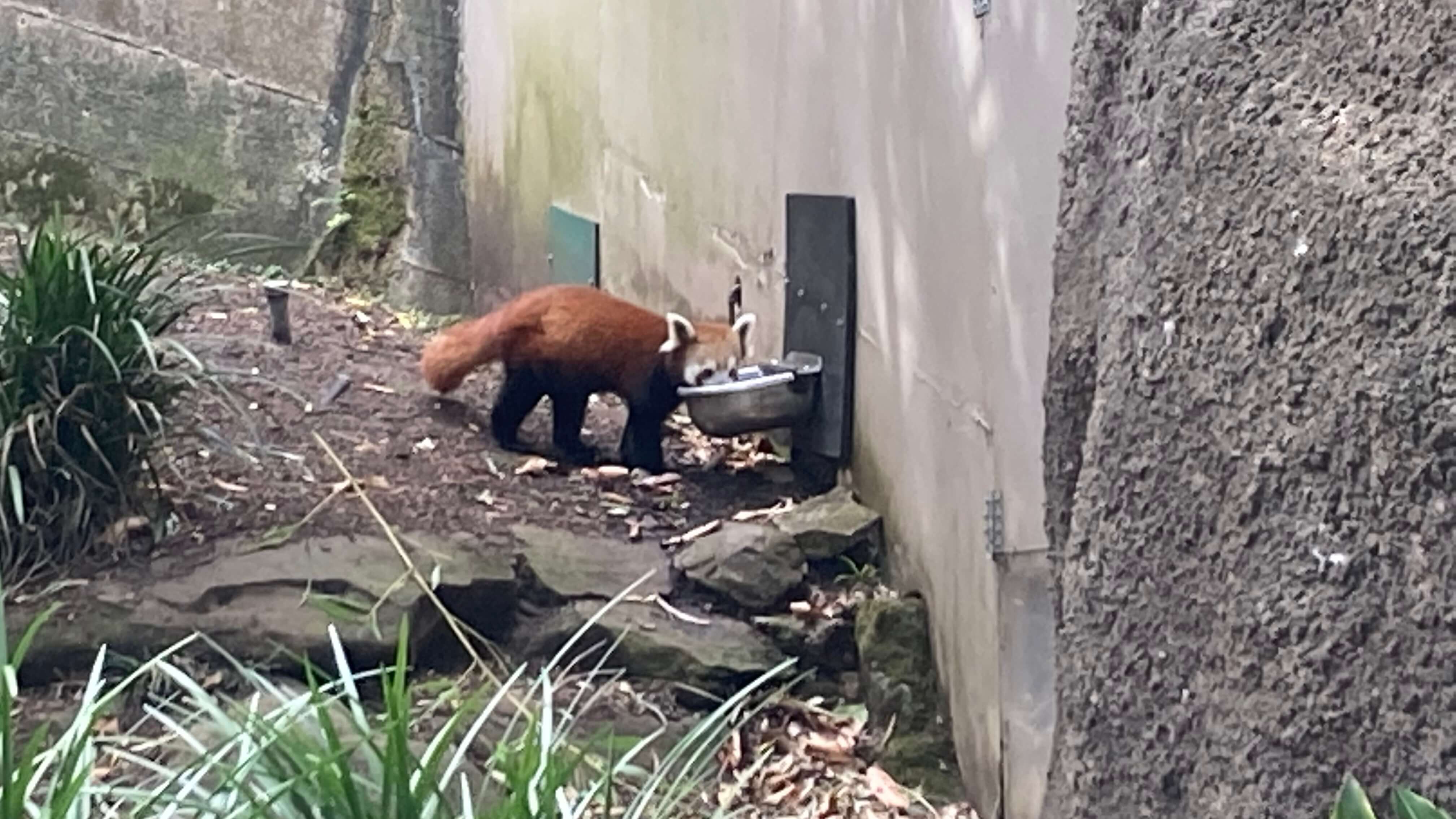 A Red Panda