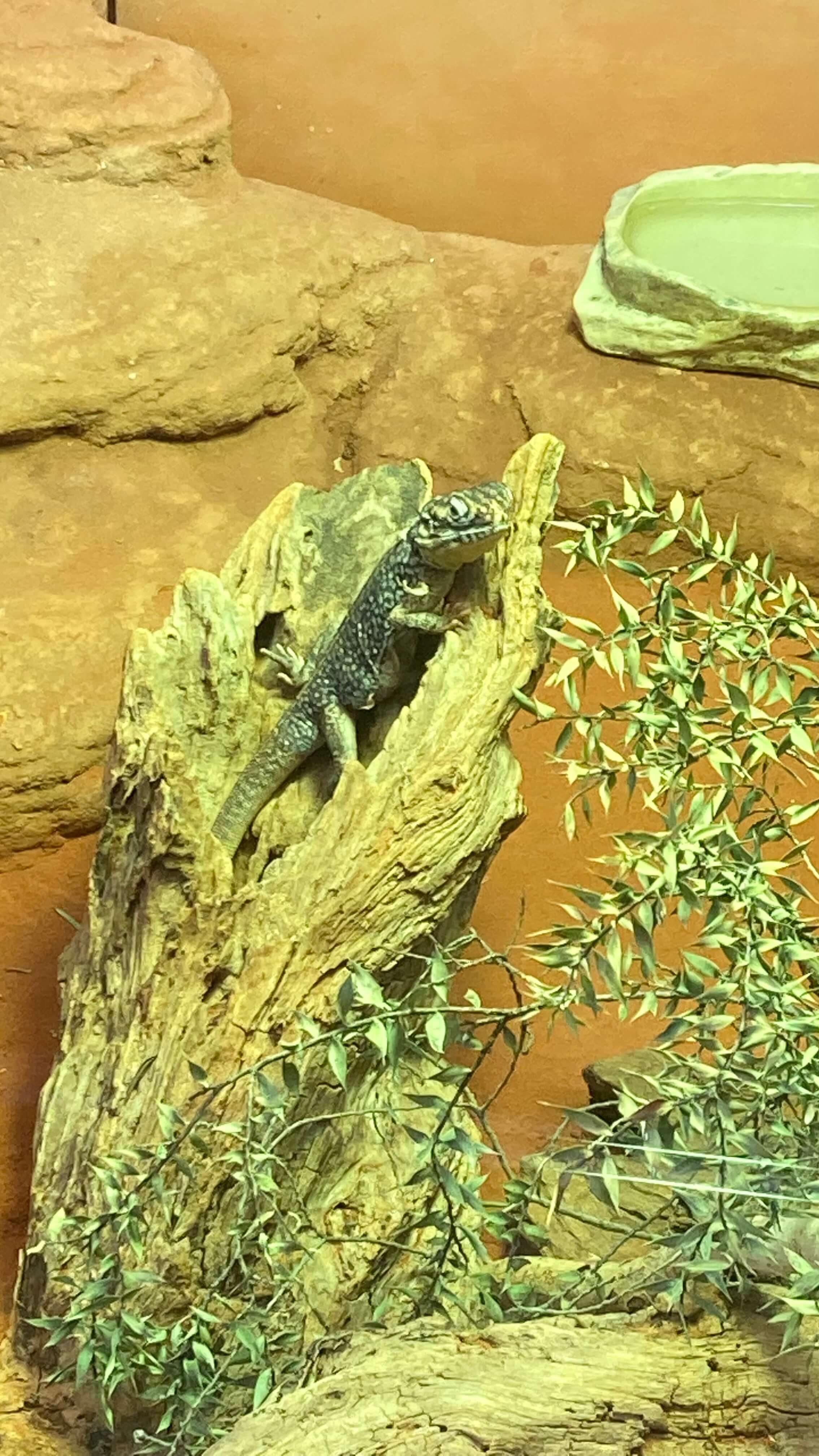 Central Netted Dragon