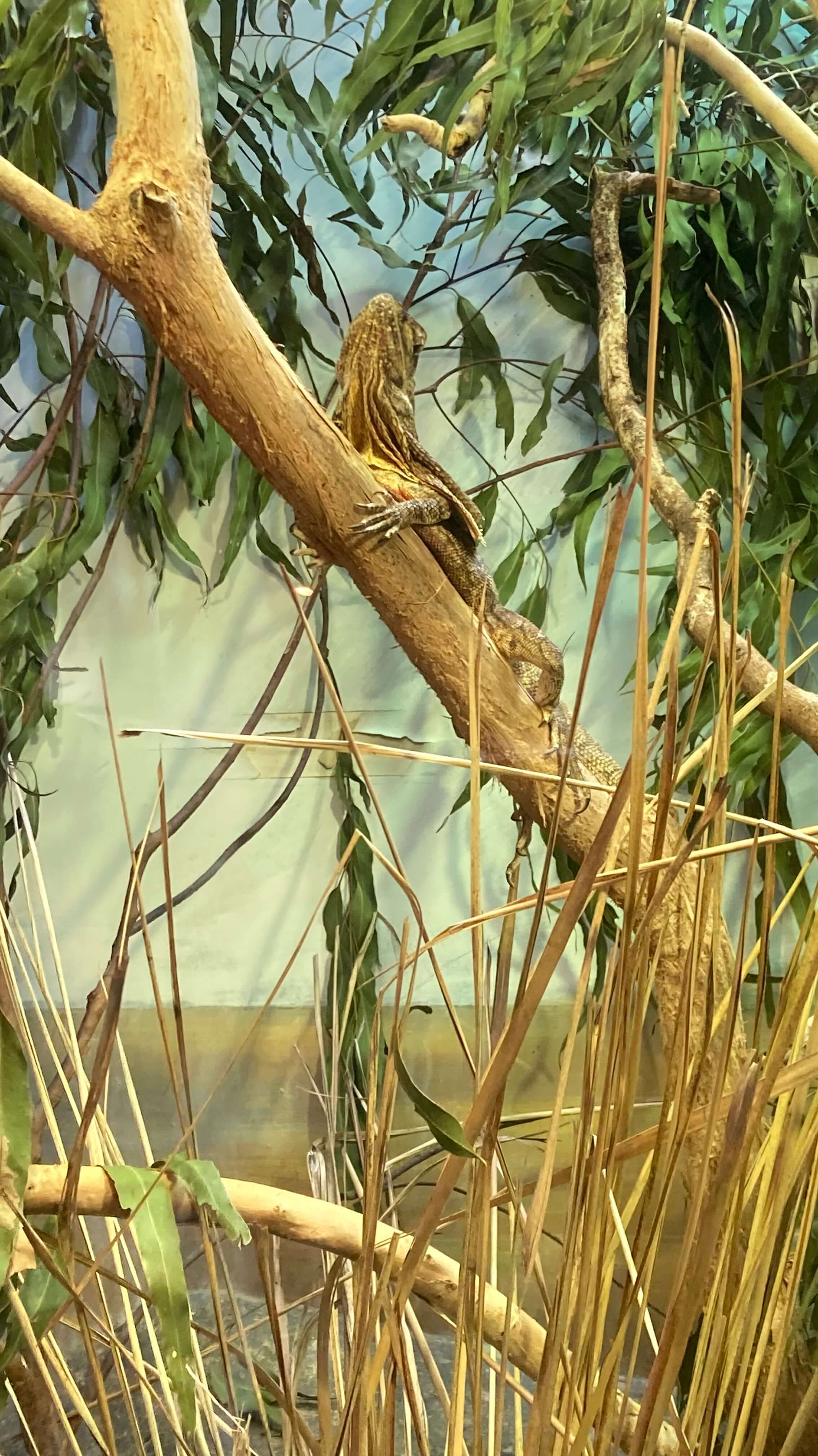 A Lizard