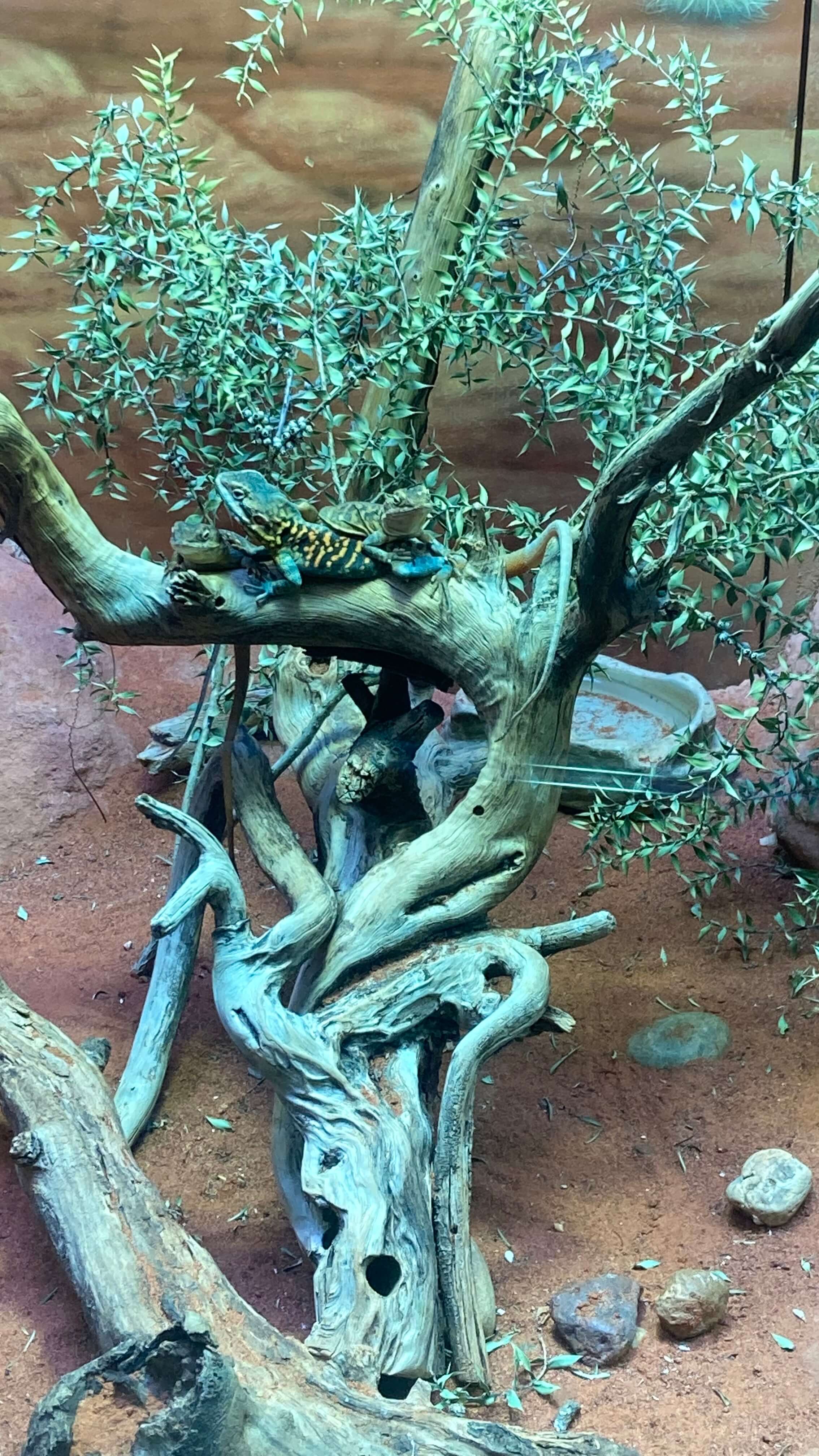 Lizards
