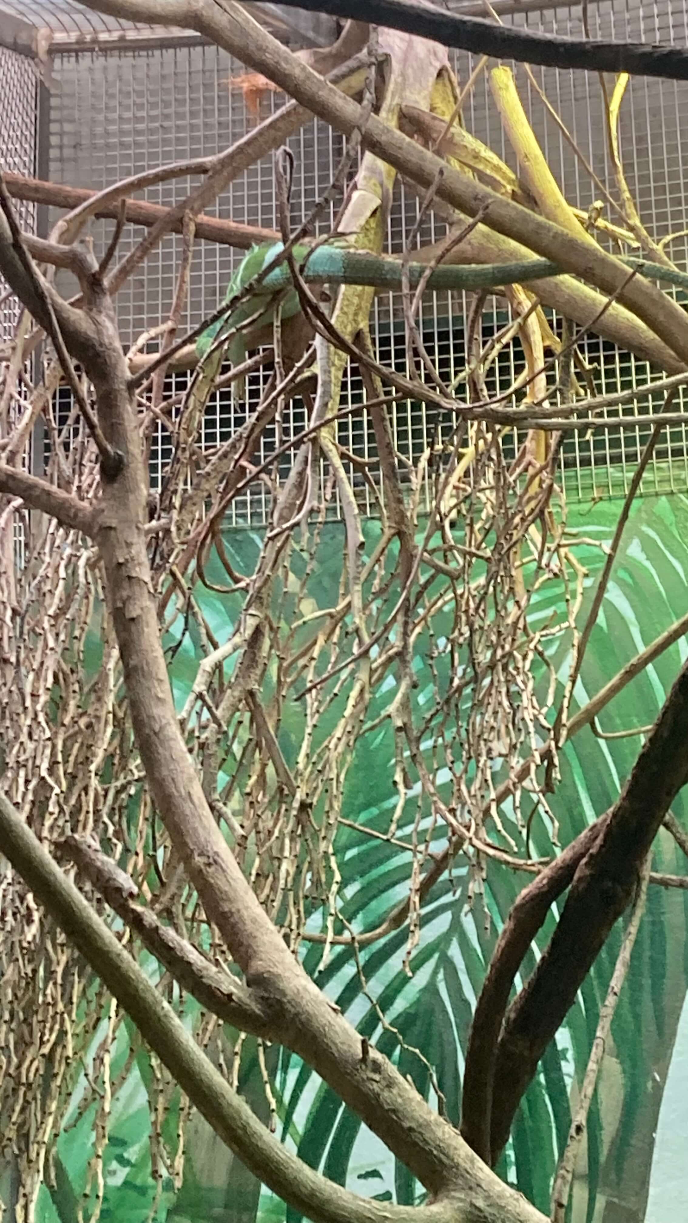 An Iguana