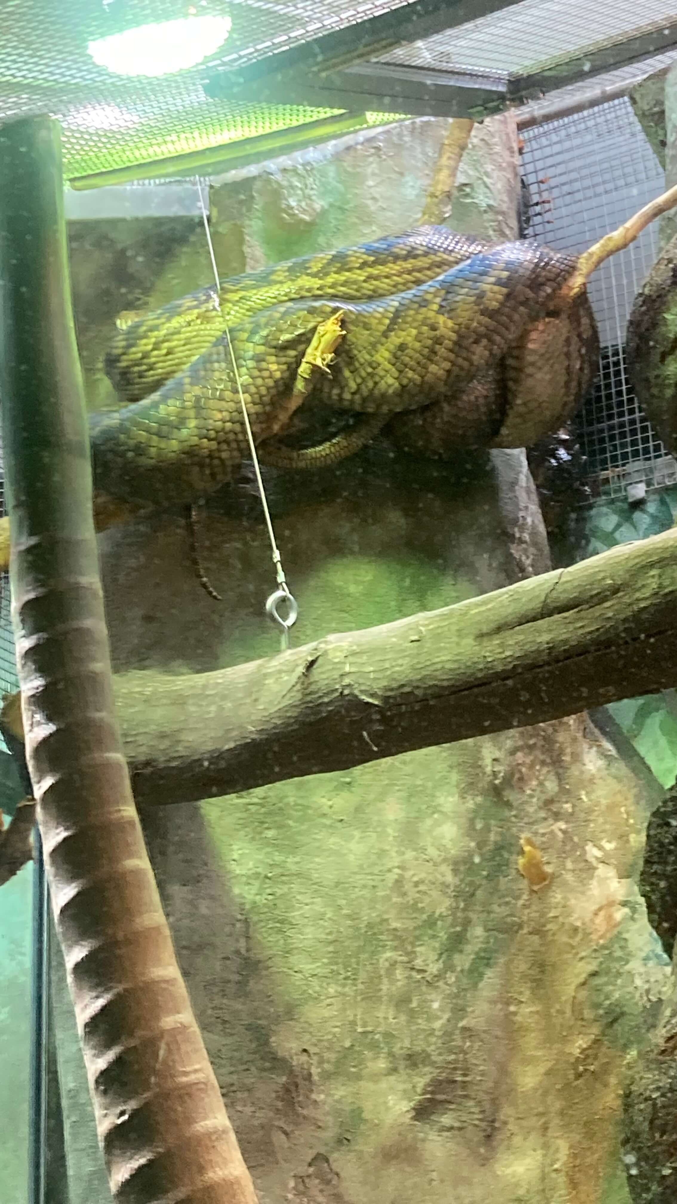 A Snake