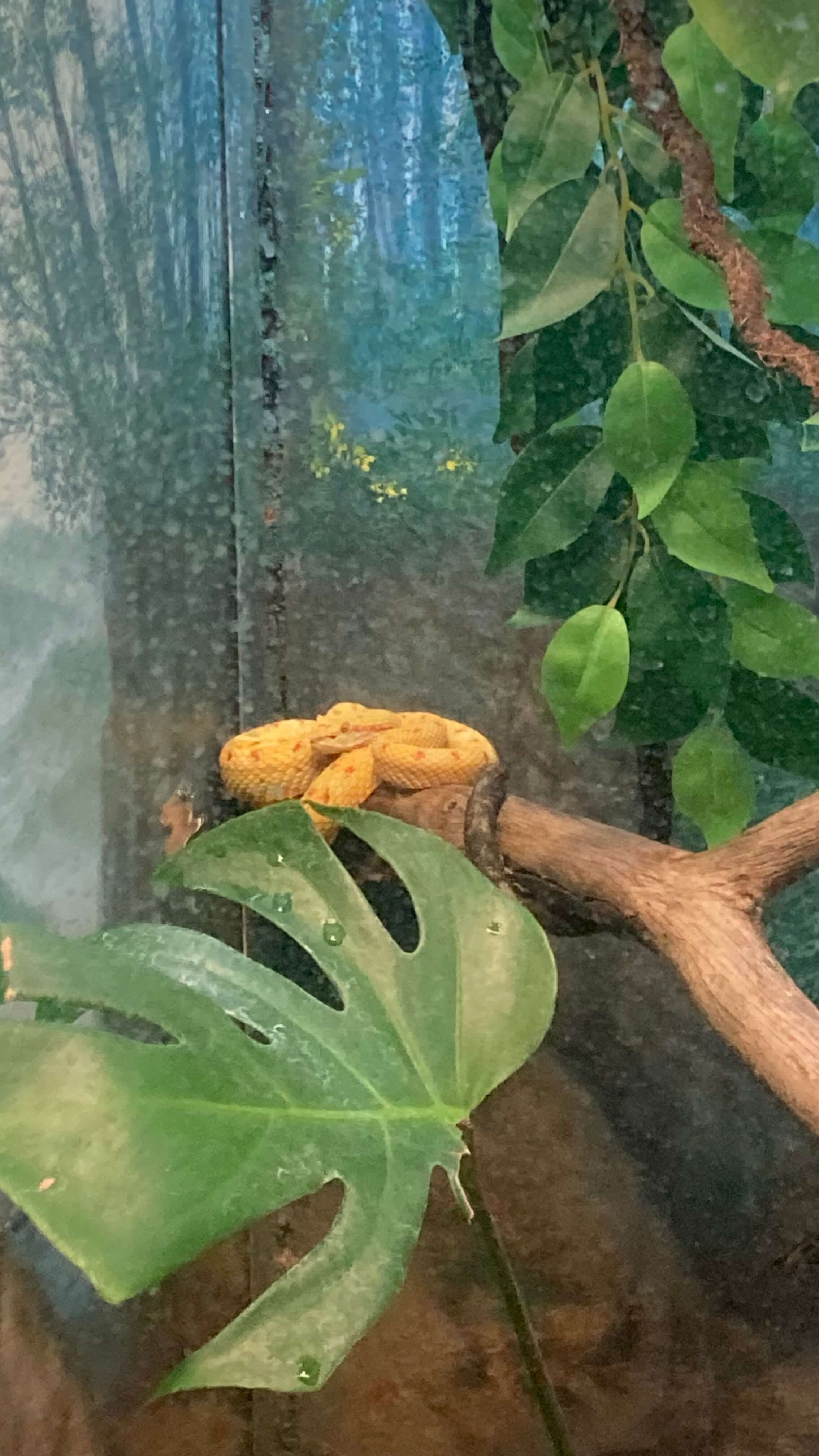 A Snake