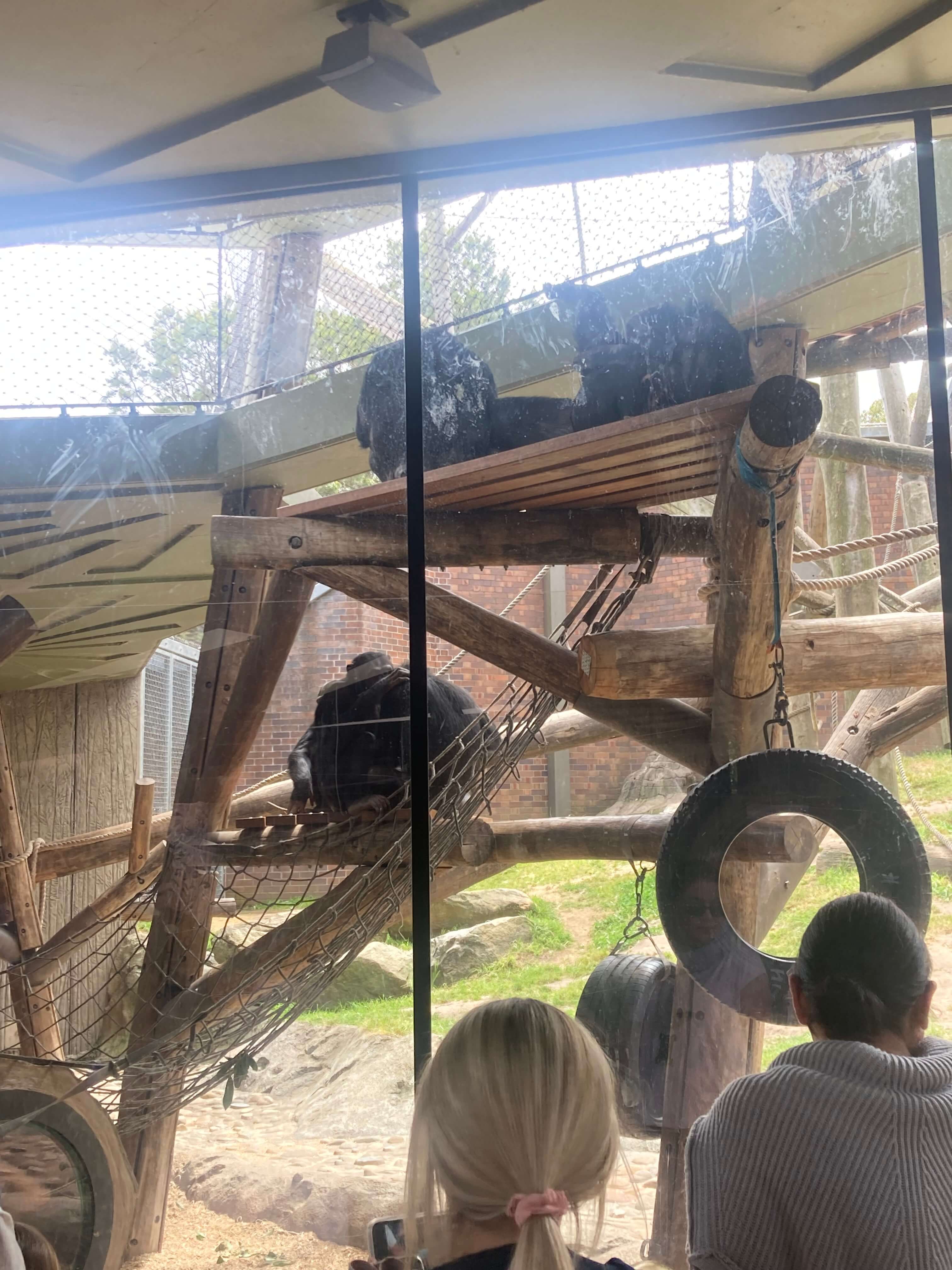 Chimpanzees