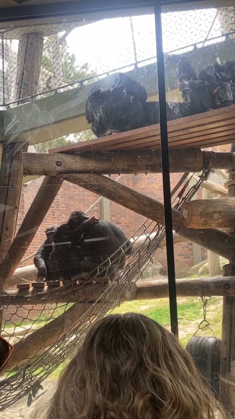 Chimpanzees