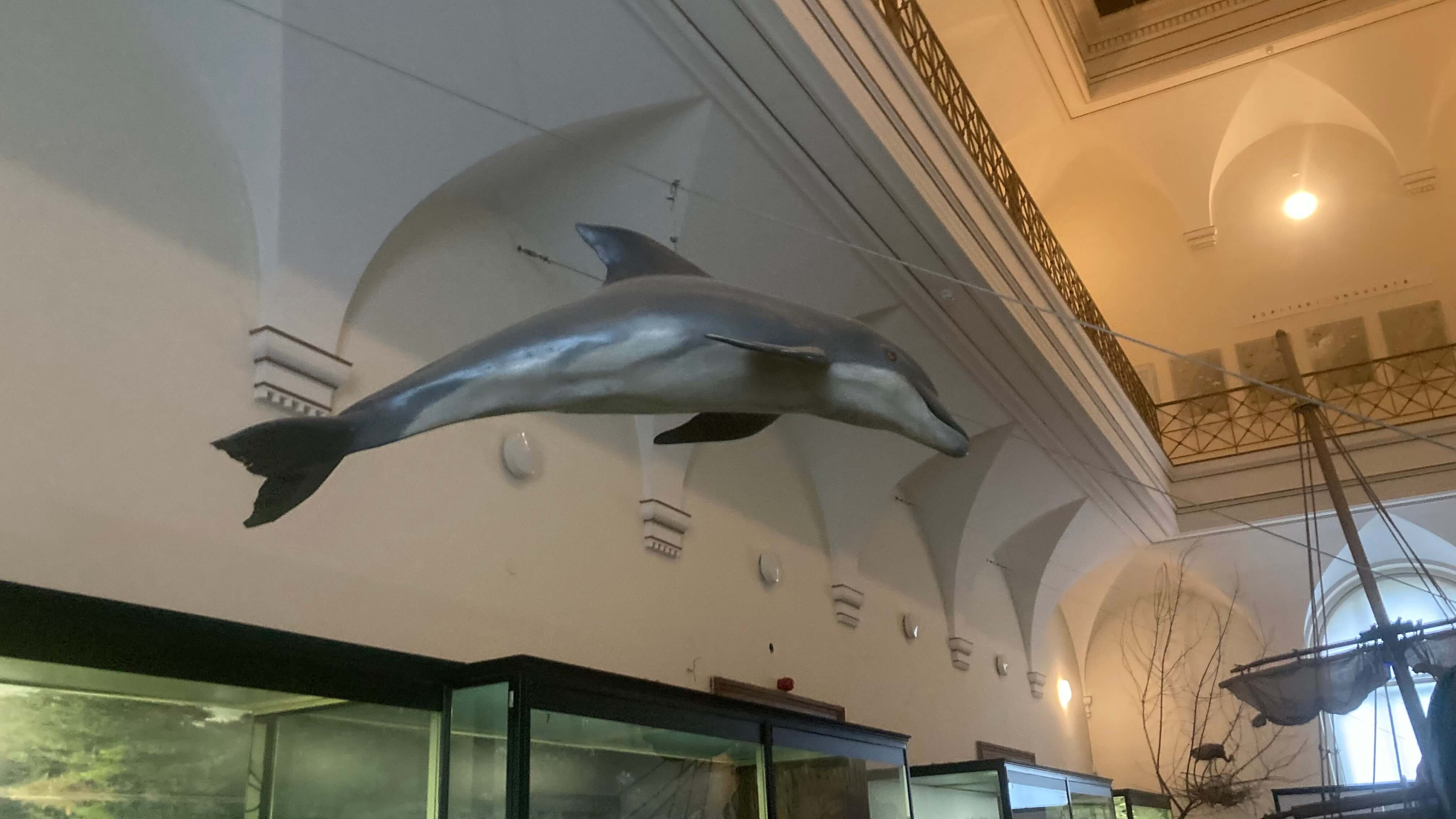A Dolphin
