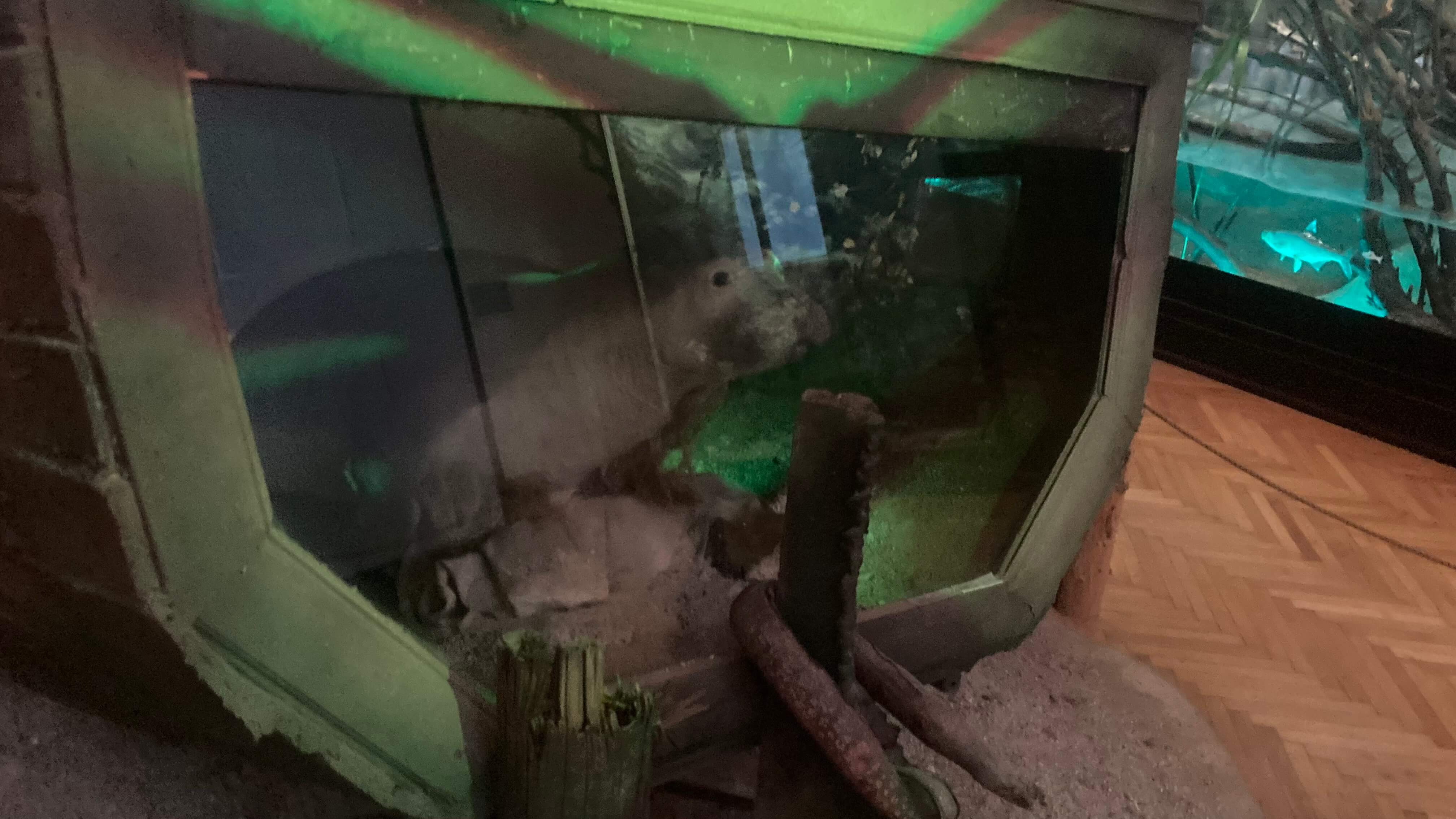 A Scared Seal