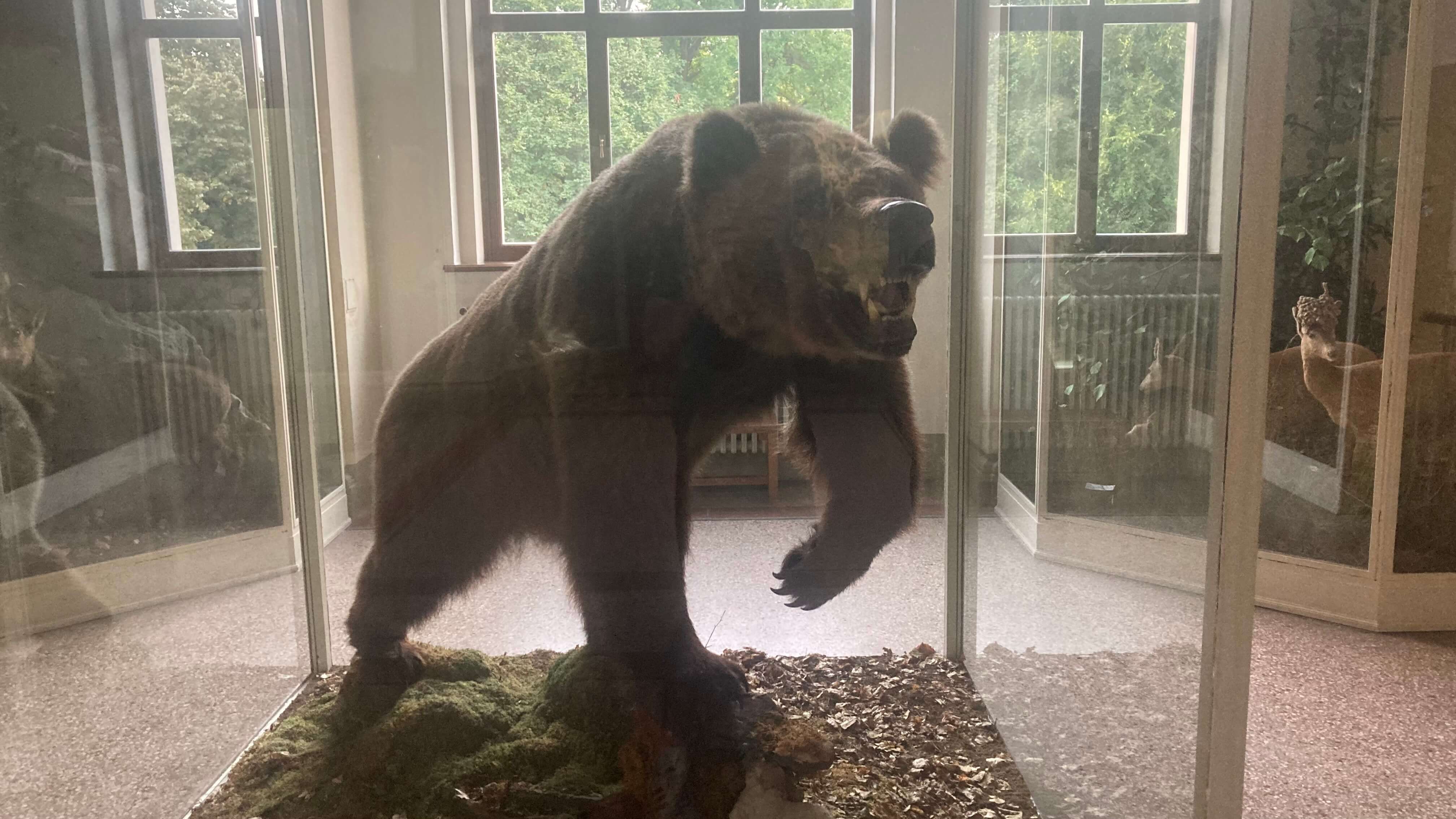 A Hungry Bear