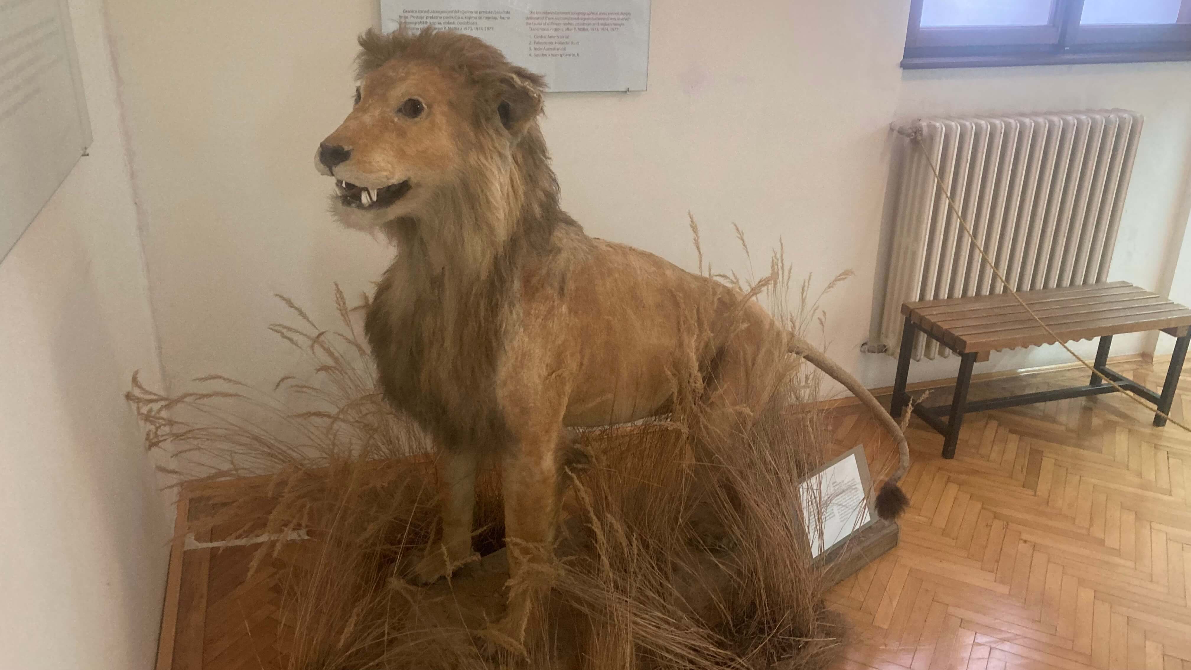 A Domesticated Lion