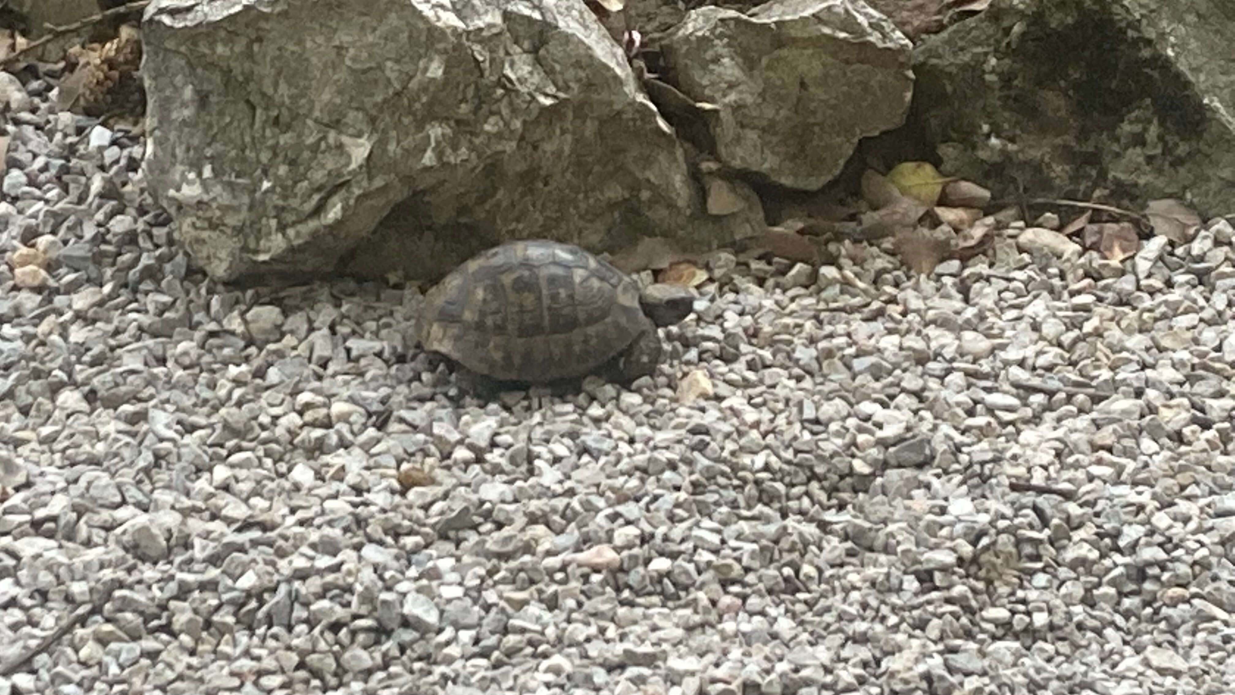 A Tortoise
