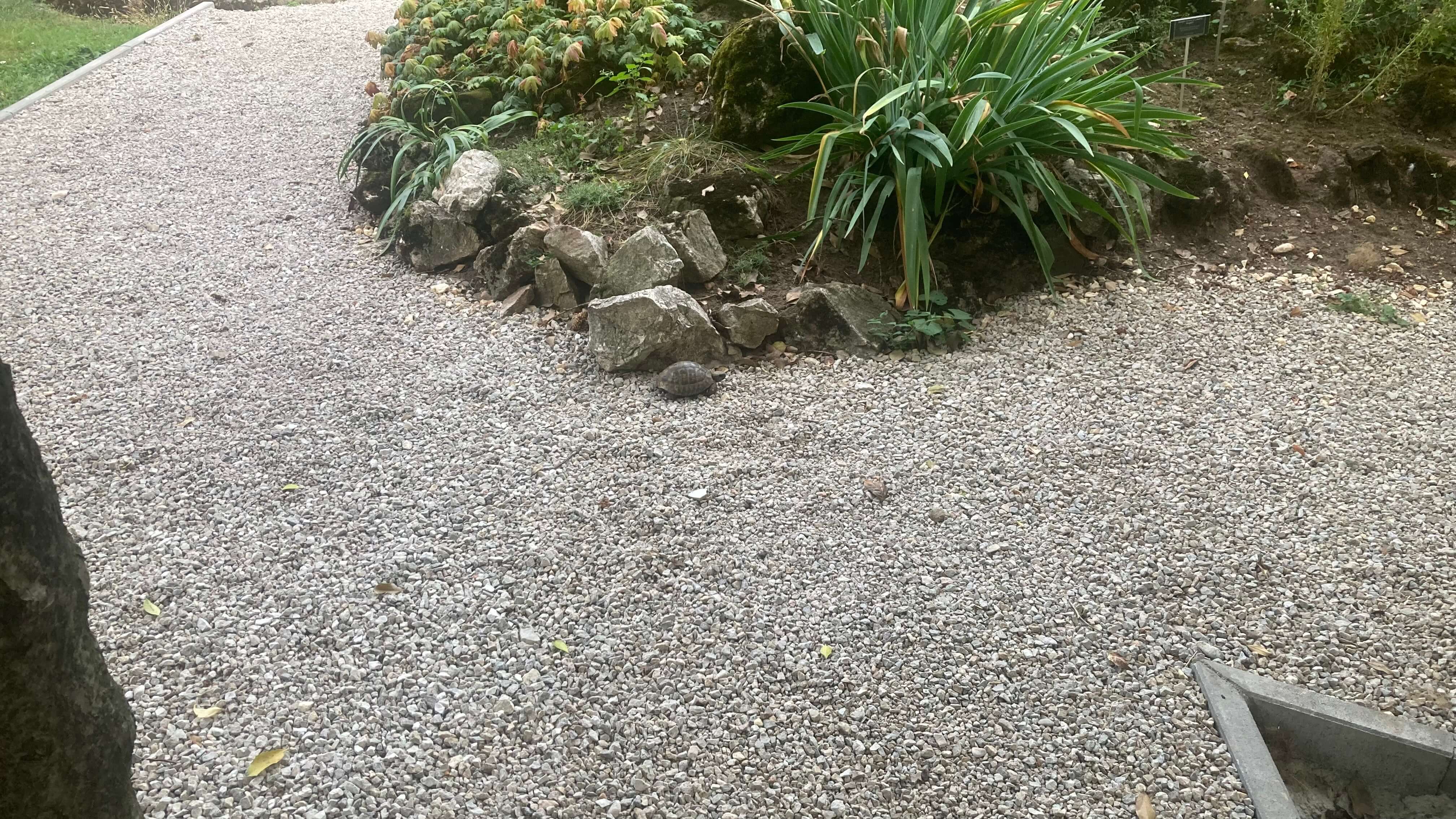 A Tortoise