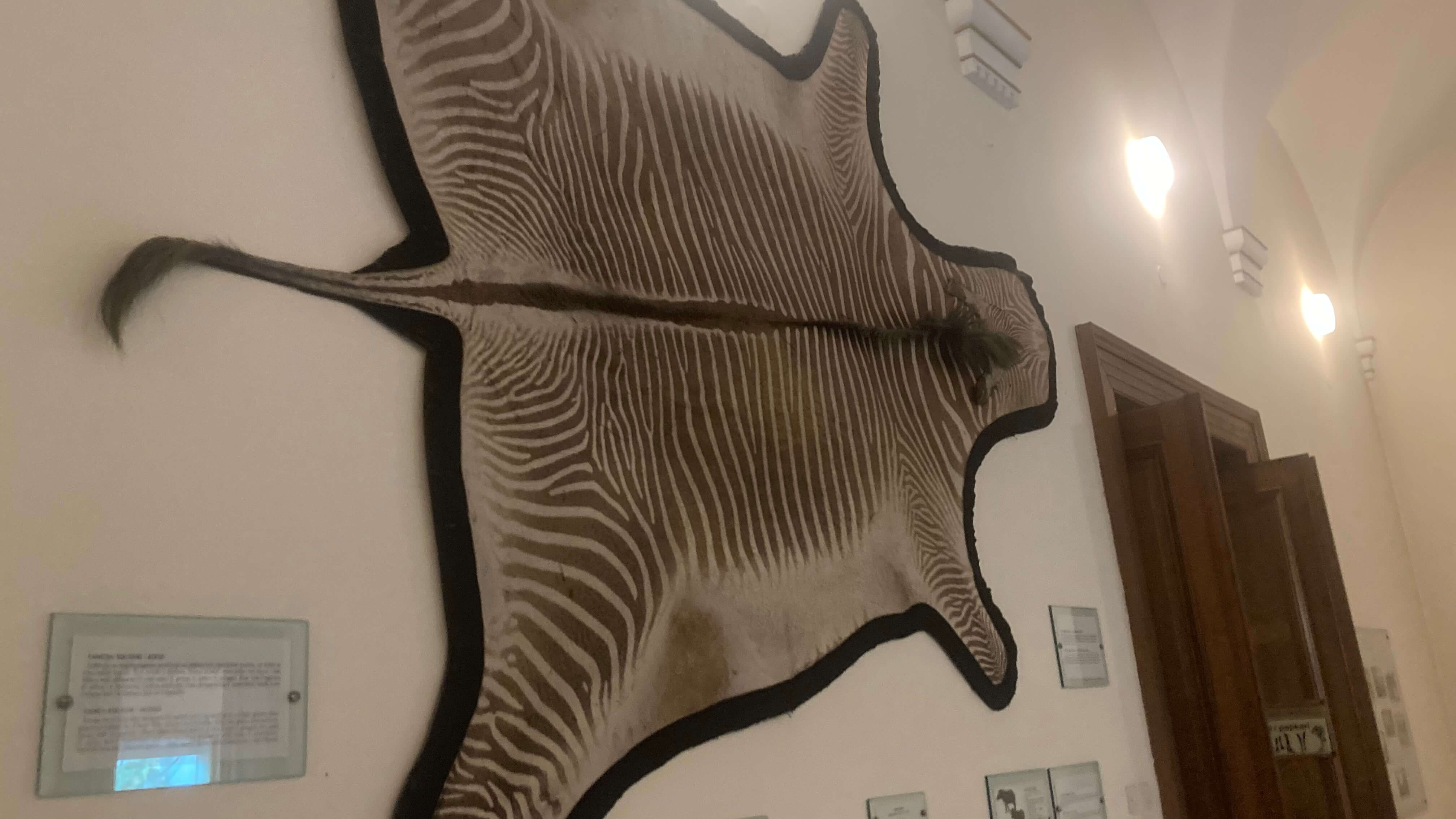 Flattened Zebra
