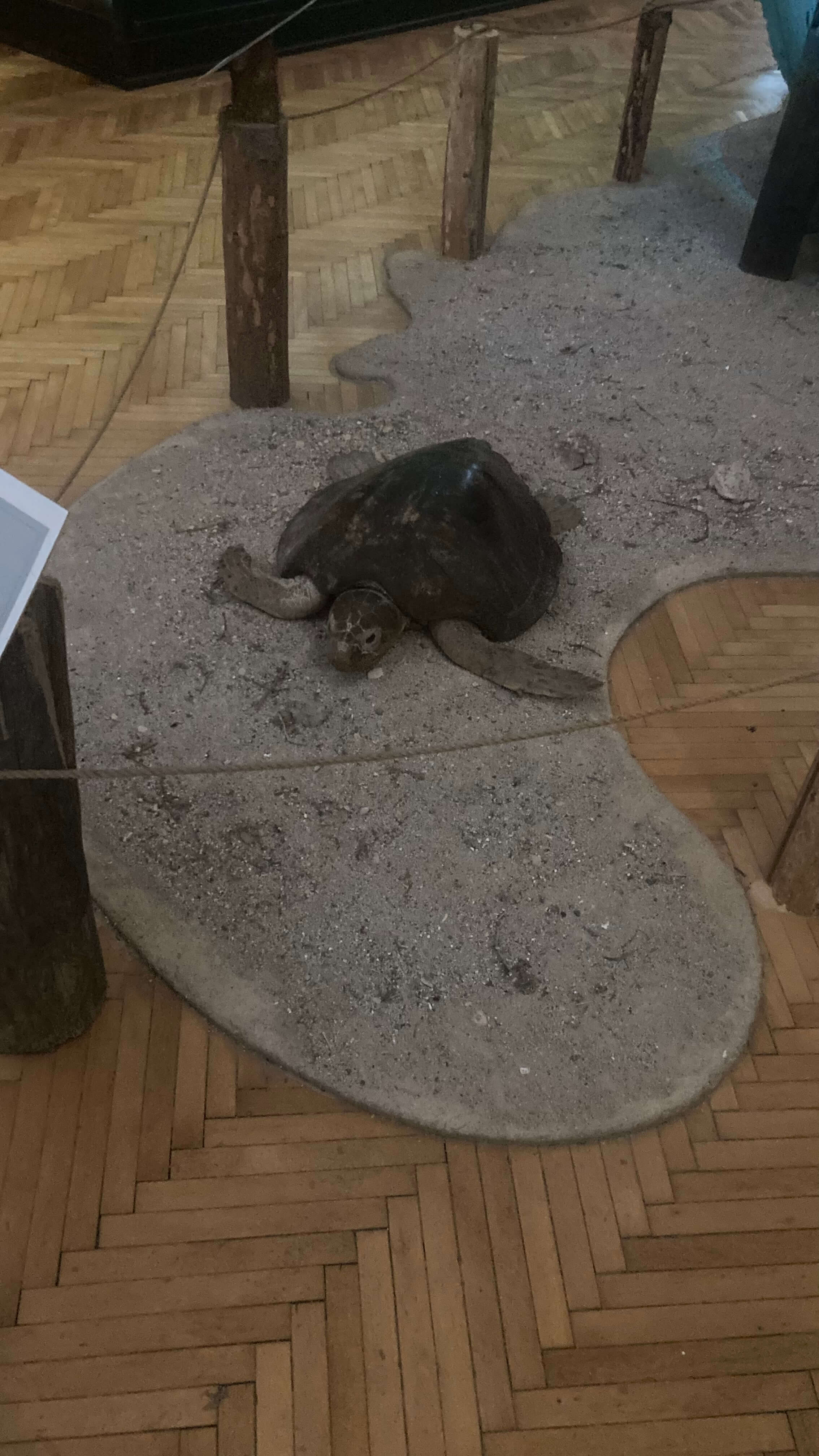 A Turtle