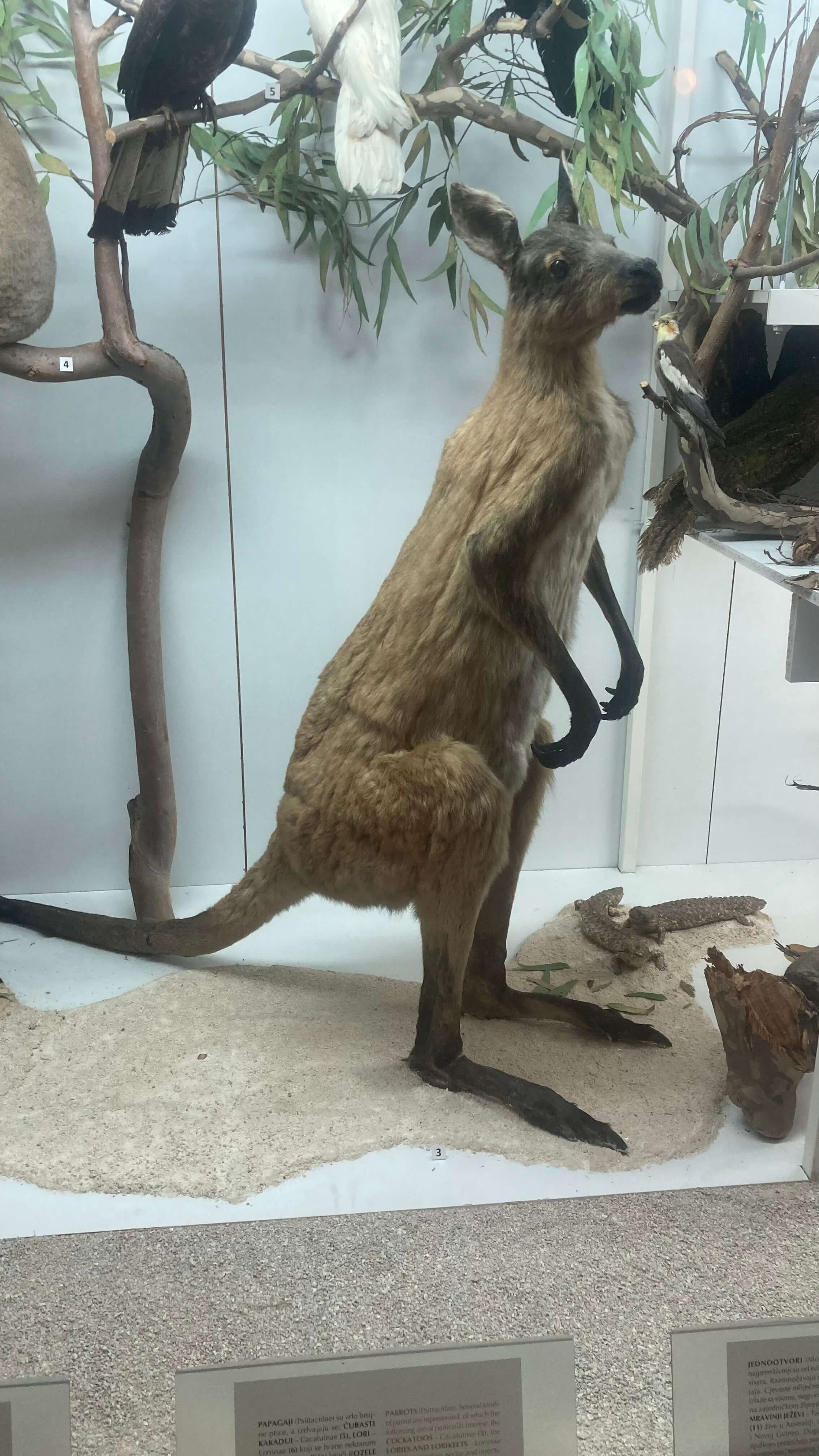 A Kangaroo