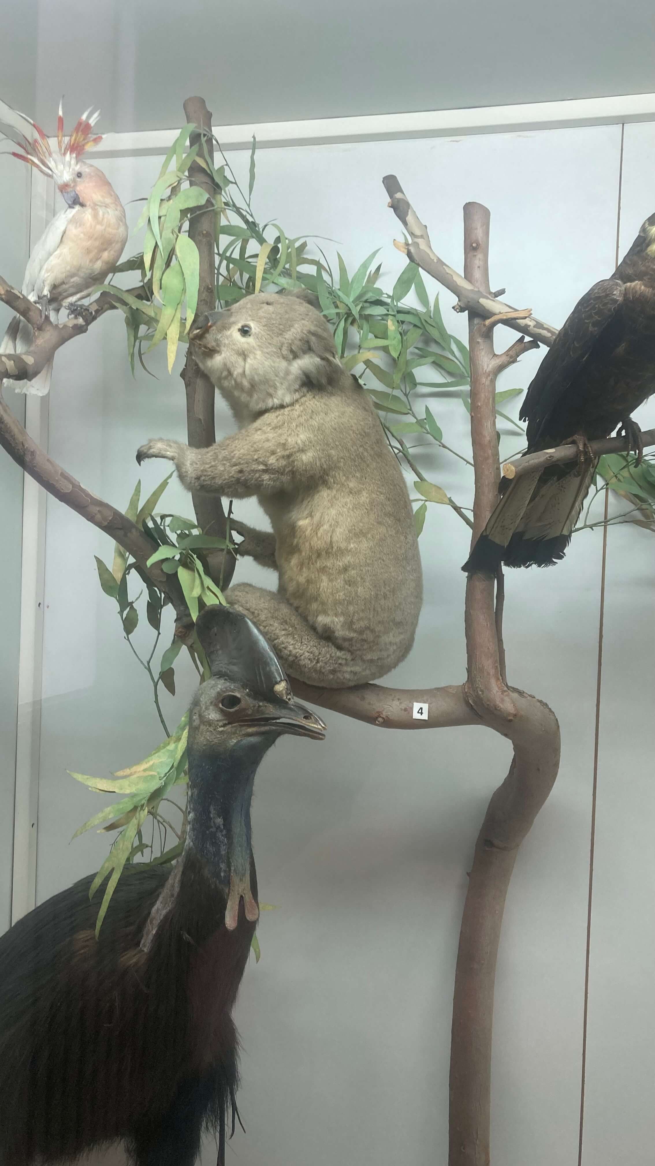 A Dropbear, Pink Cockatoo and Cassowary
