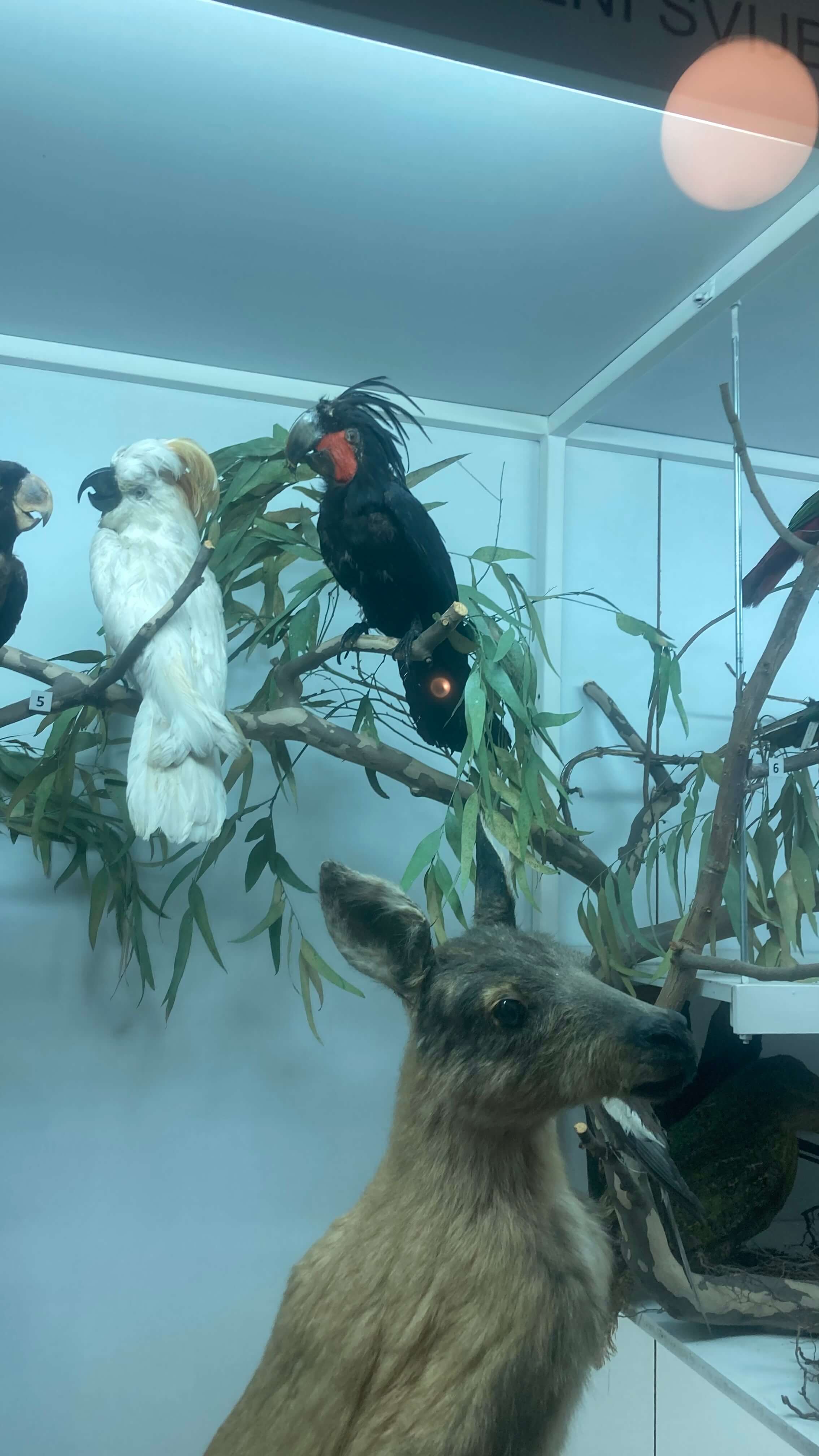 A Kangaroo and Cockatoo Friends