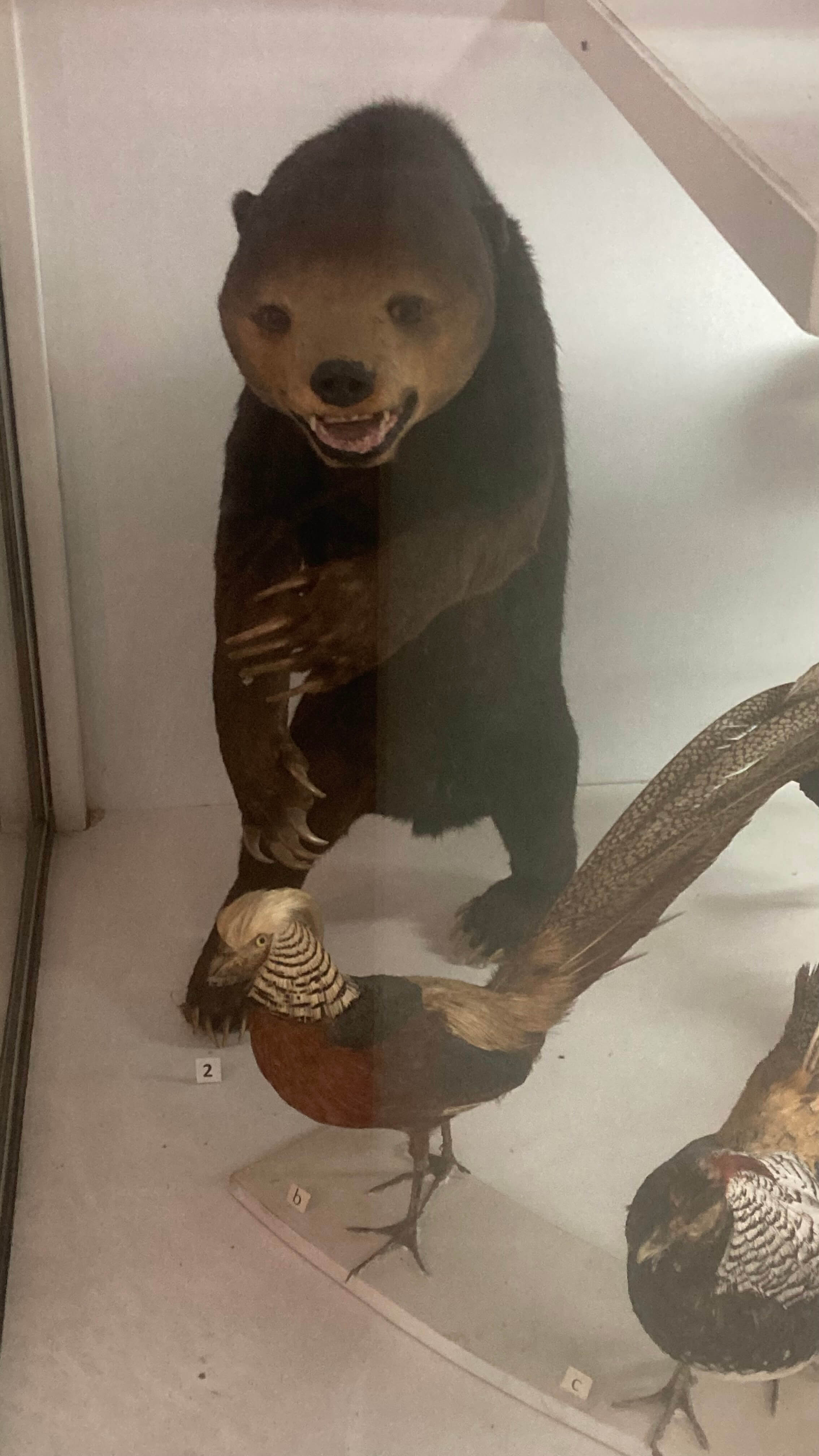 Sun Bear and Bird Friends