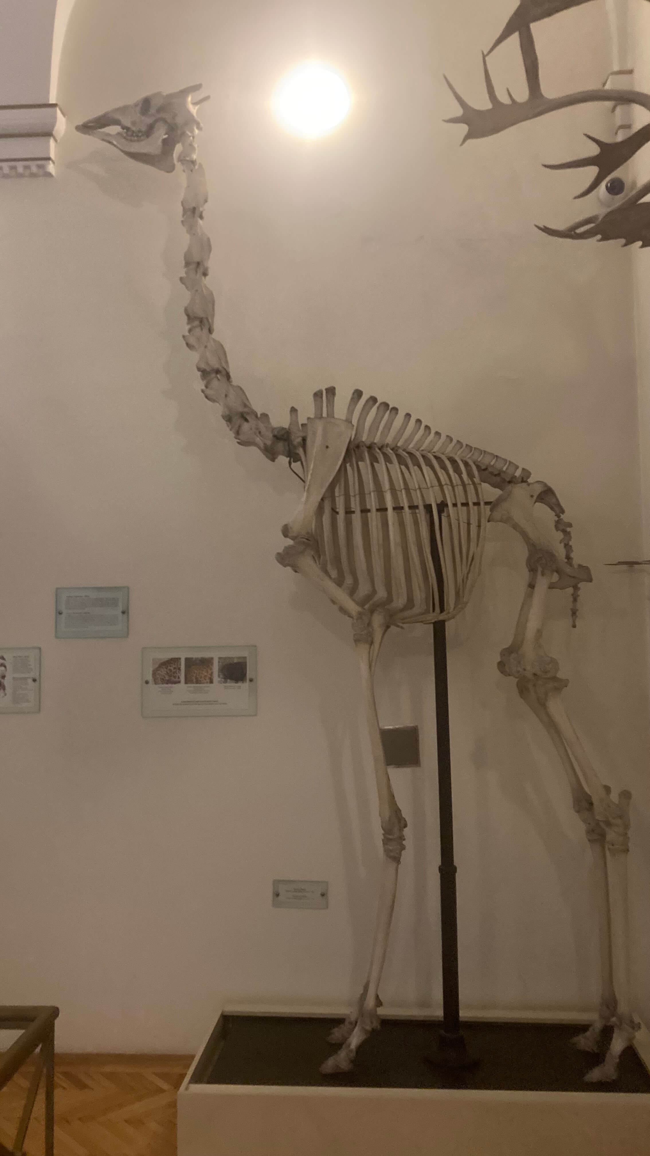 Giraffe Skeleton