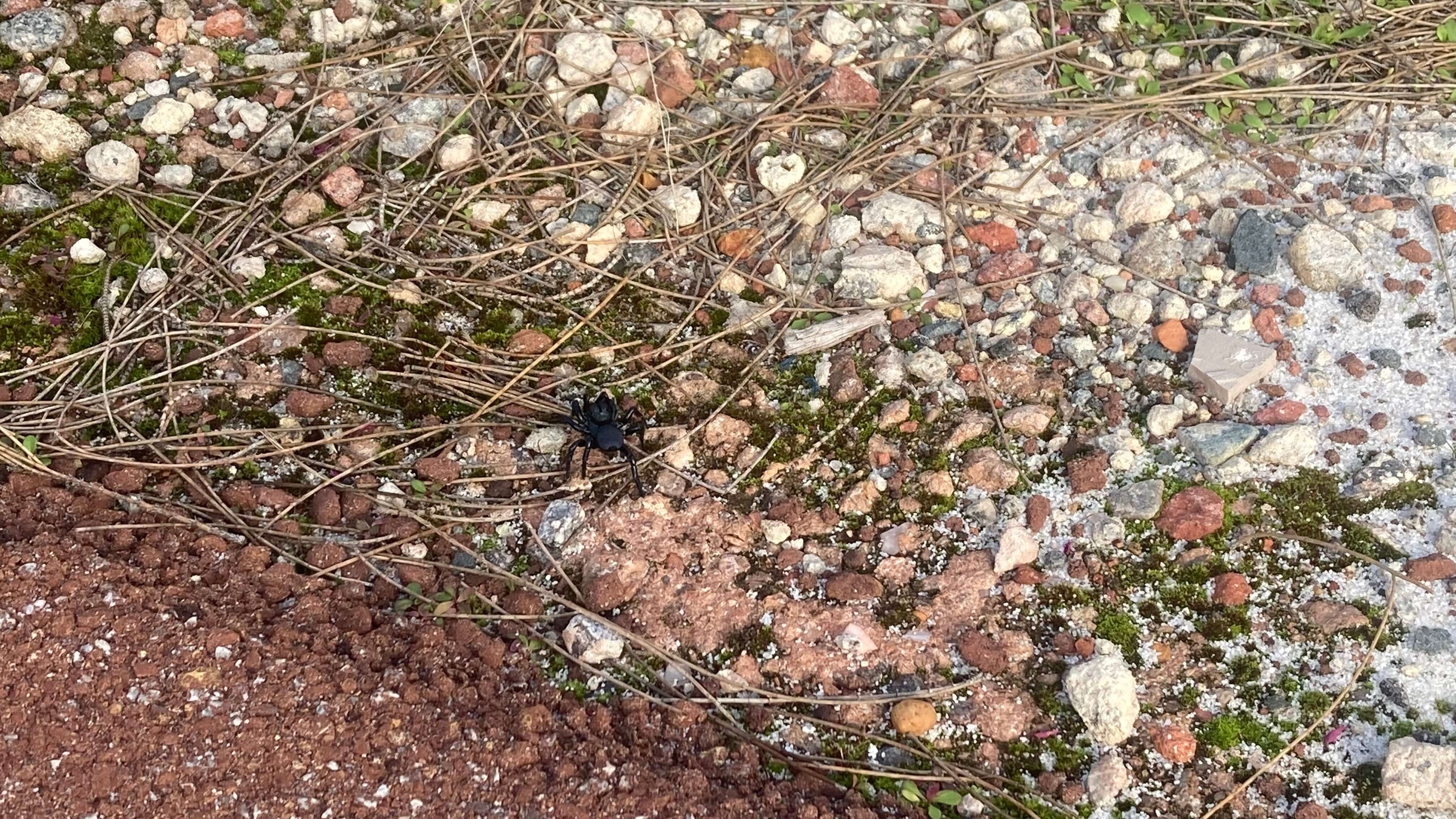 A Spider