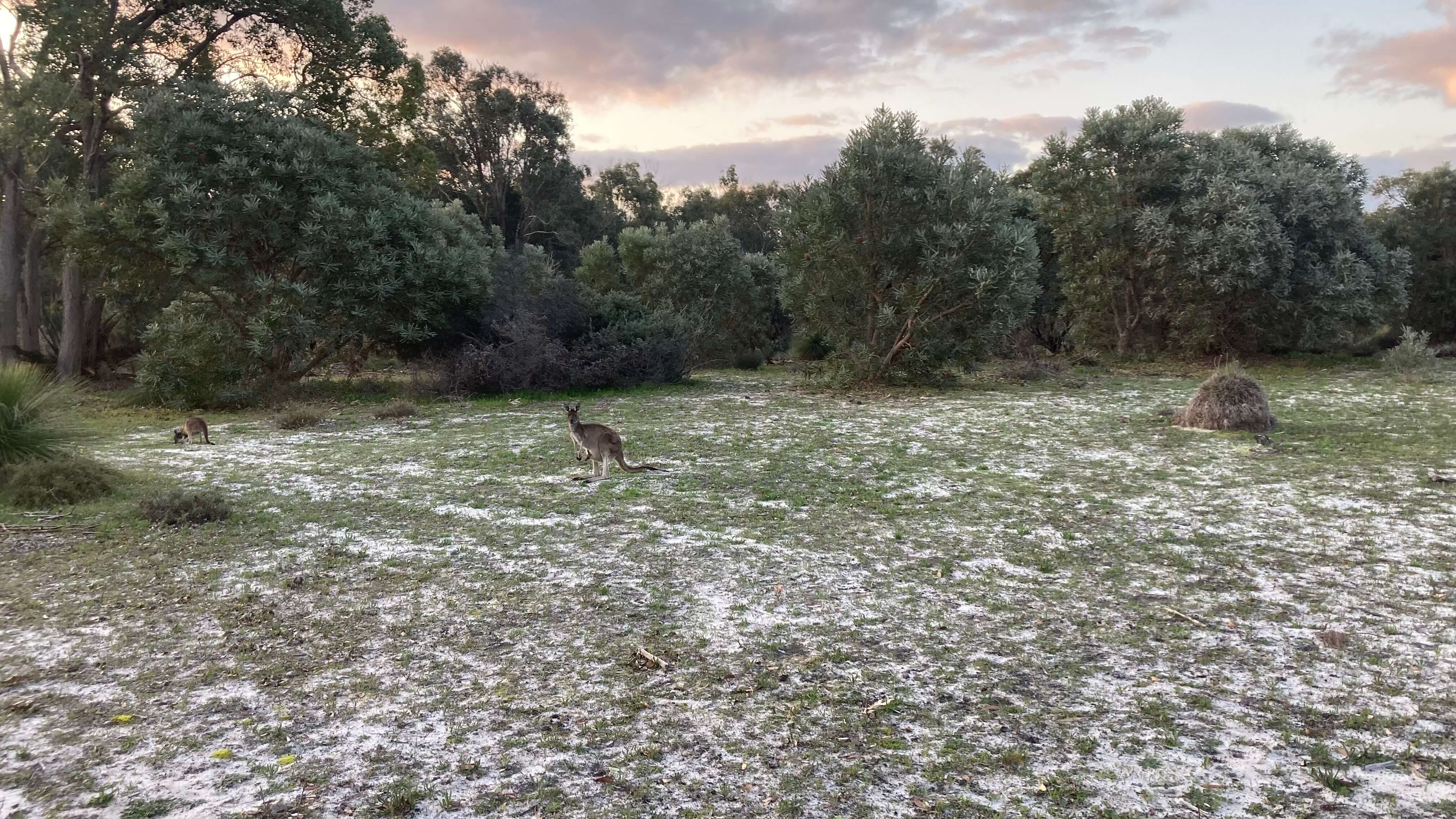 Kangaroos