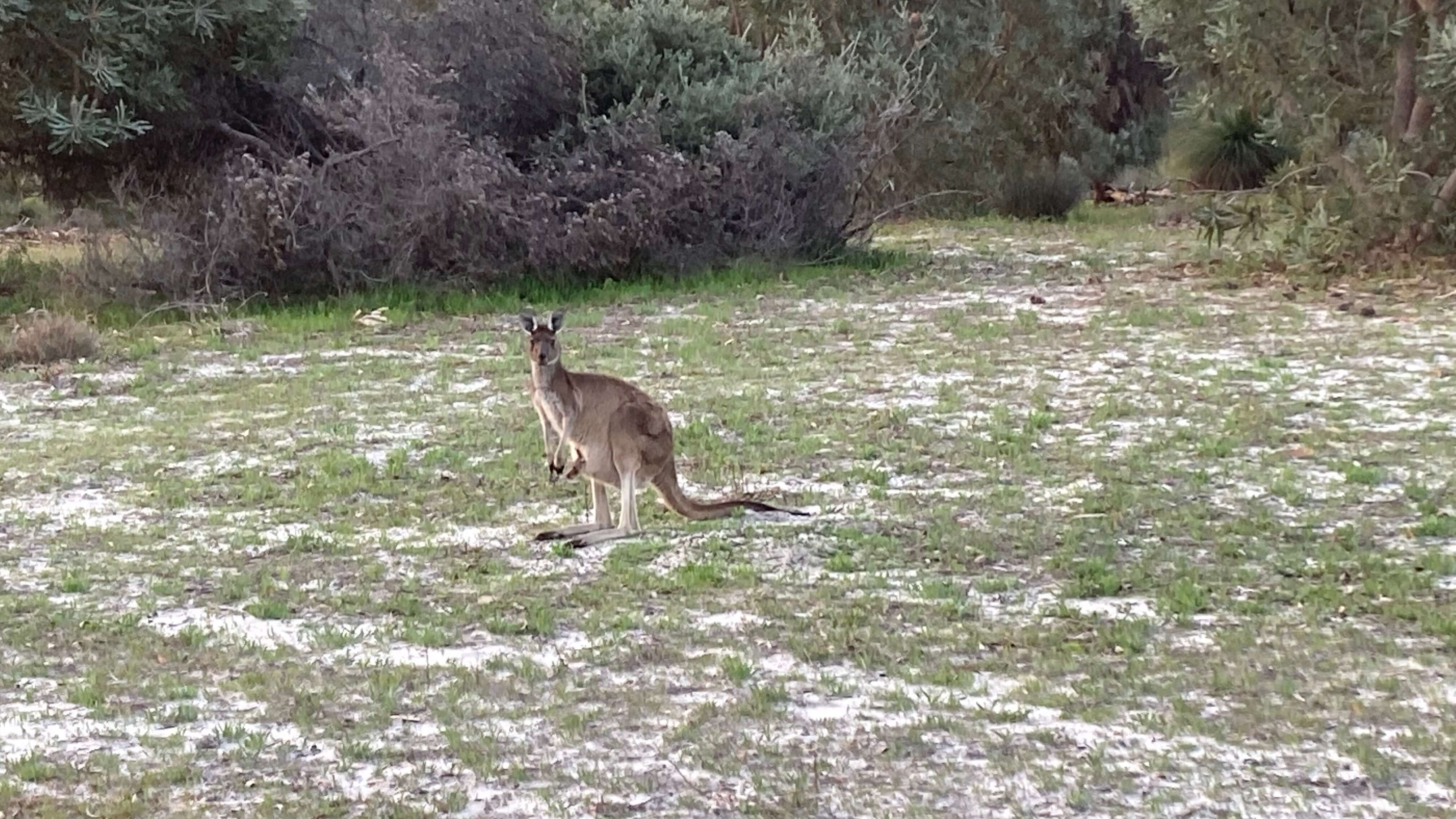 A Kangaroo